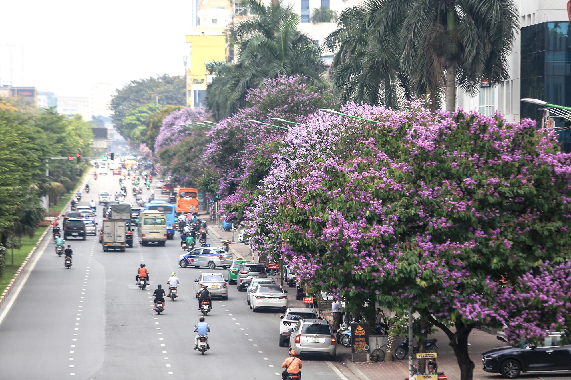 Tháng 5, khắp phố phường Hà Nội tràn ngập sắc tím mộng mơ của hoa bằng lăng. Vẻ lãng mạn, thơ mộng của loài hoa này khiến ai đi qua cũng xao xuyến. Hoa bằng lăng phủ dọc theo các con phố như Hoàng Quốc Việt, Nguyễn Khánh Toàn, Trần Thái Tông… hoa bằng lăng