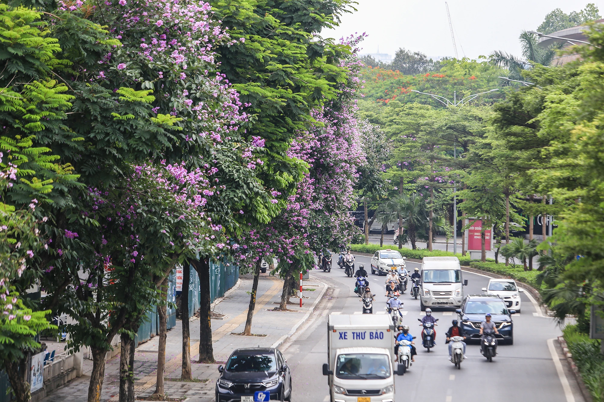 Trên phố Nguyễn Khánh Toàn, xen giữa những hàng cây xanh là những cánh hoa bằng lăng đang thời kỳ khoe sắc rực rỡ nhất. hoa-bang-lang (4).JPG