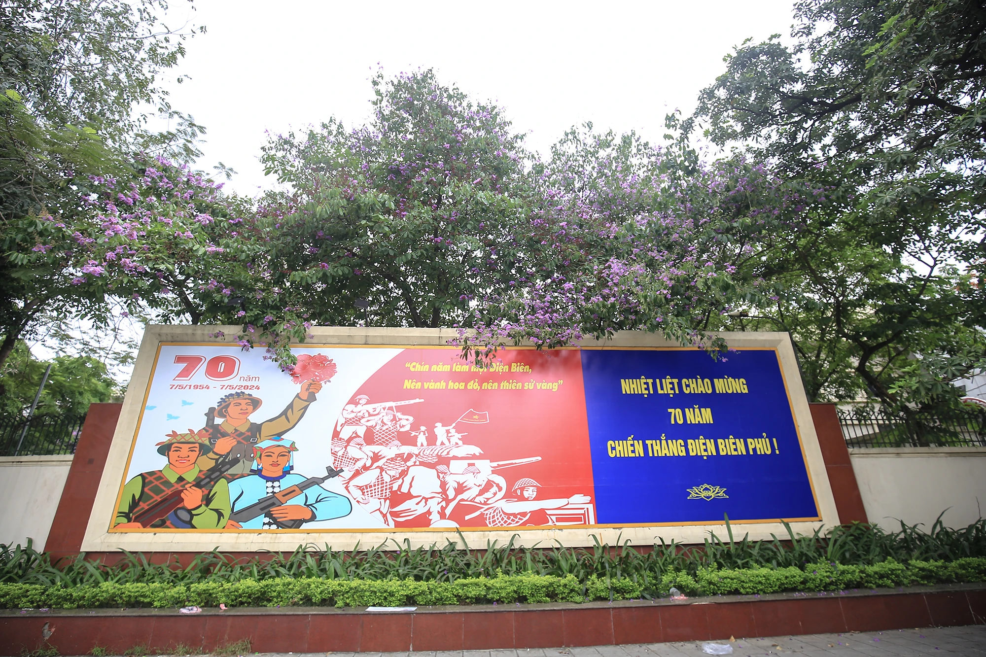Sắc tím của hoa bằng lăng như điểm tô cho kỷ niệm chiến thắng hào hùng của dân tộc Việt Nam - Chiến thắng Điện Biên Phủ (ngày 7-5). hoa-bang-lang (5).JPG