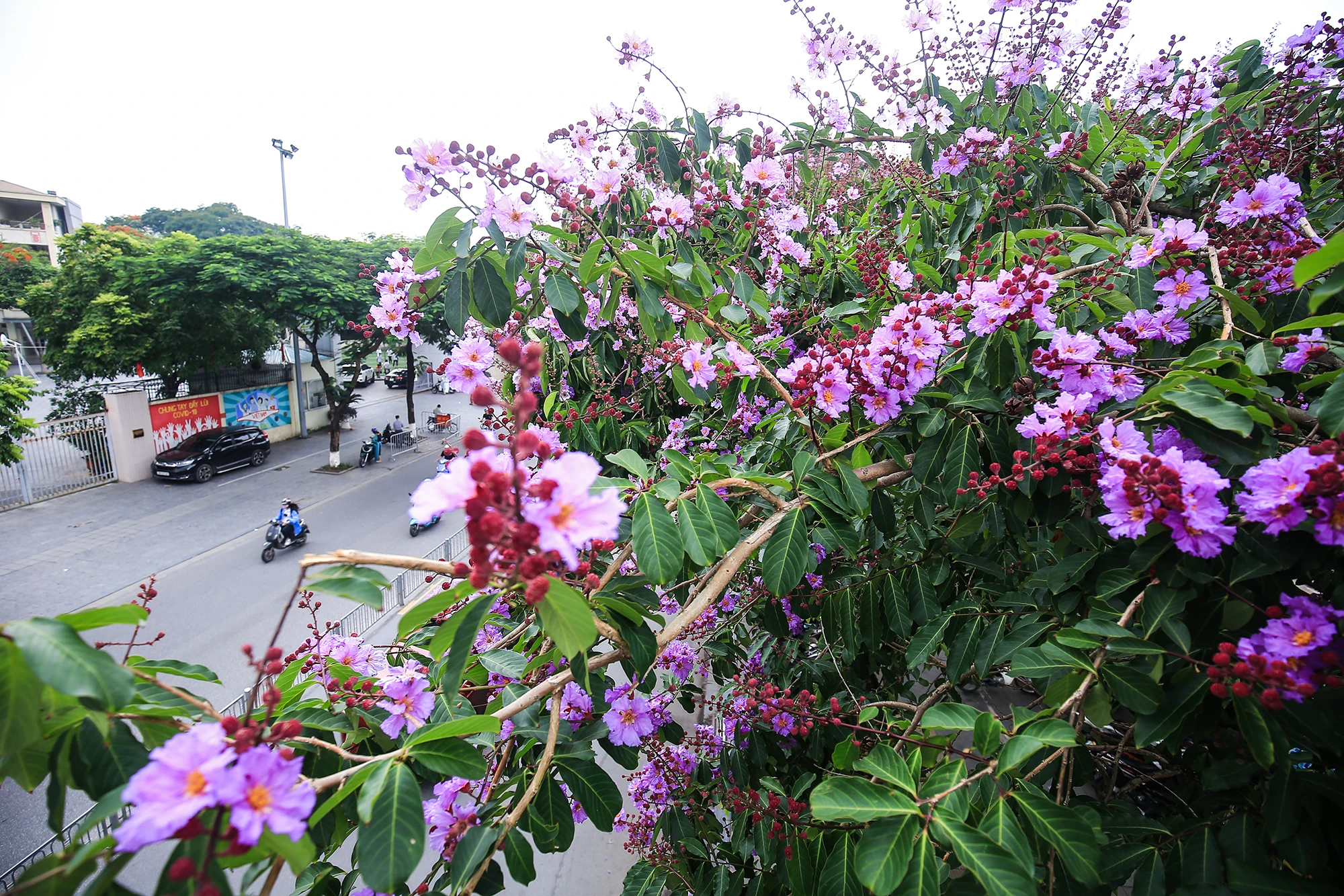 Mỗi tháng của Hà Nội đều ứng với một mùa hoa đặc trưng. Nếu như tháng 3 là mùa của những bông hoa sưa nhỏ xinh, khoe sắc trắng tinh khiết, tháng 4 là mùa của hoa loa kèn dịu dàng khắp phố thì tháng 5 là sắc tím đặc trưng của hoa bằng lăng. Đây là loài hoa báo hiệu cho mùa hạ đang về. hoa-bang-lang (6).JPG