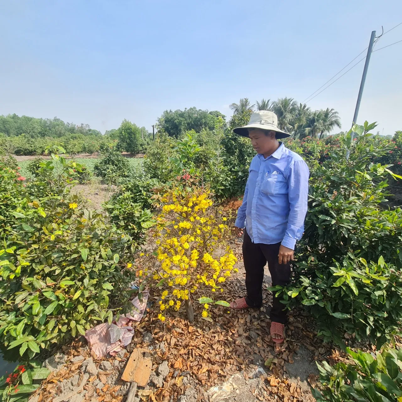 Ông Lê Hữu Thiện, giám đốc hợp tác xã làng mai Bình Lợi thông tin sản lượng mai bán ra năm nay giảm nhiều so với năm trước. Chủ vườn mai 'trông đứng trông ngồi' chờ khách