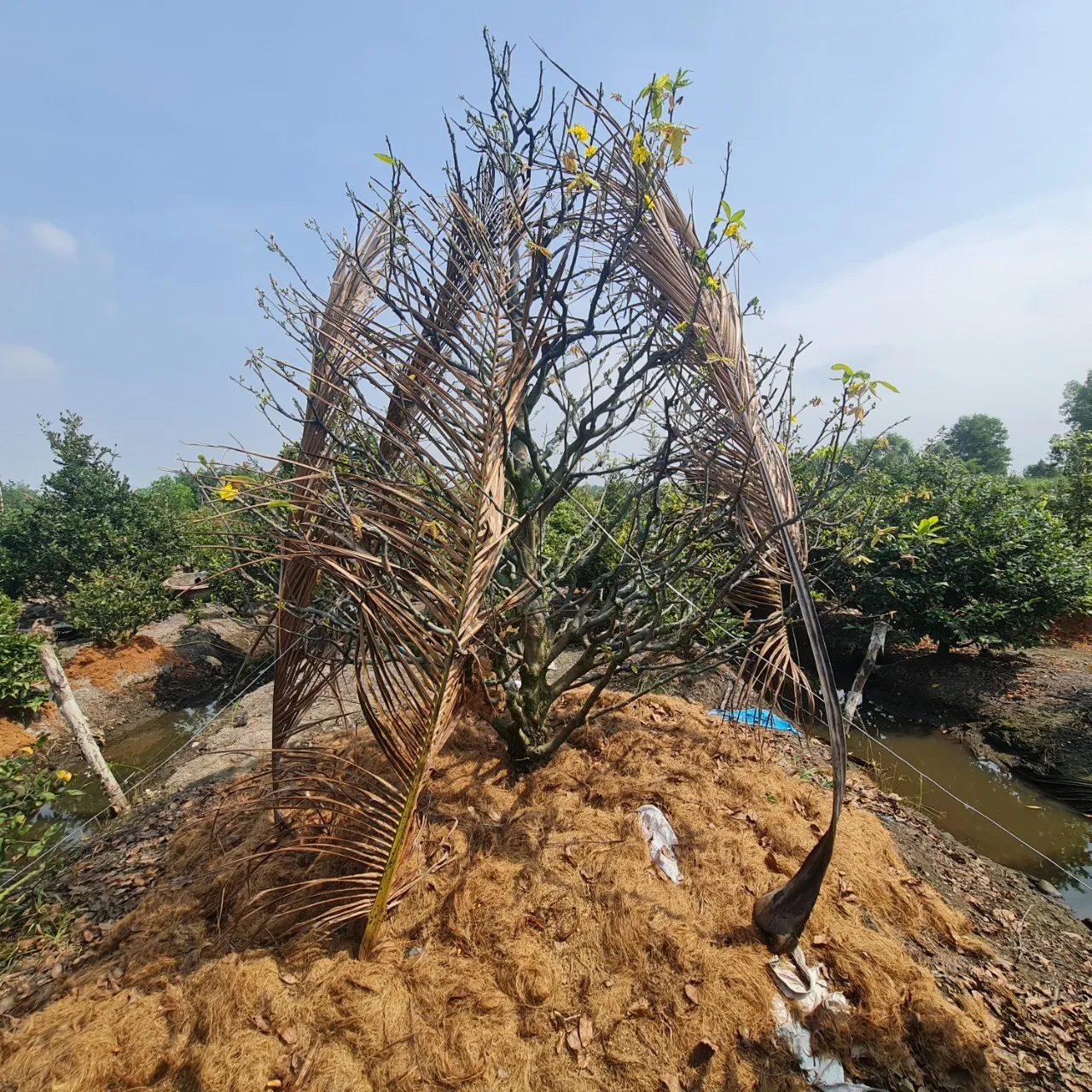Cây mai được định giá khoảng 400 triệu đồng đến thời điểm này vẫn chưa có khách. lang-mai-hinh 11.jpg