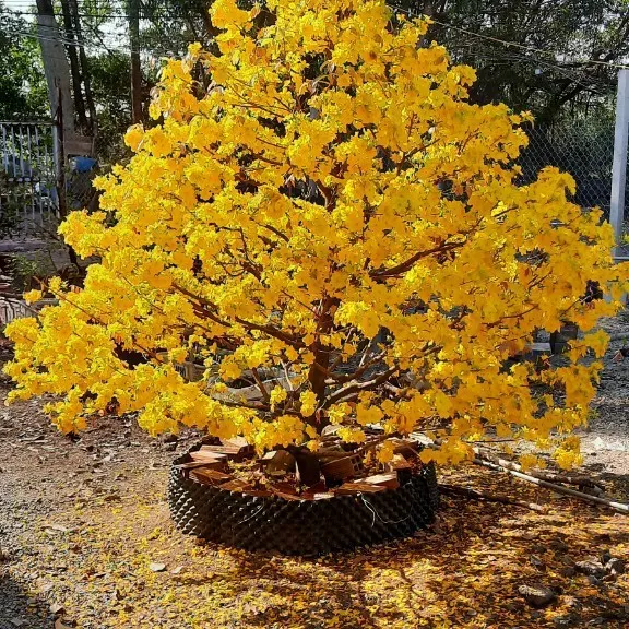 Mai vàng ở xã Tân Hòa, huyện Bến Lức, tỉnh Long An lang-mai-hinh-2.jpg