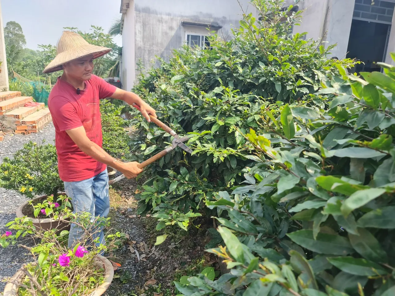 Anh Trần Tứ Trung (xã Tân Hòa, huyện Bến Lức, tỉnh Long An) chăm sóc vườn mai chuẩn bị bán tết. lang-mai-hinh 3.jpg