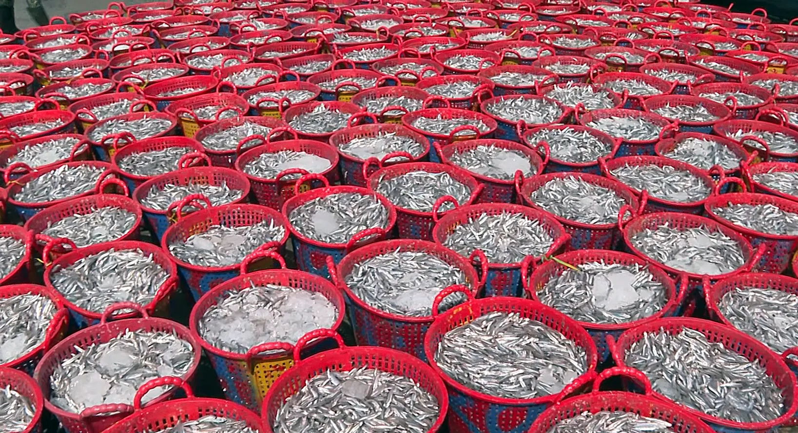 Giá cả nguyên liệu biến động trong khi giá hải sản không tăng.