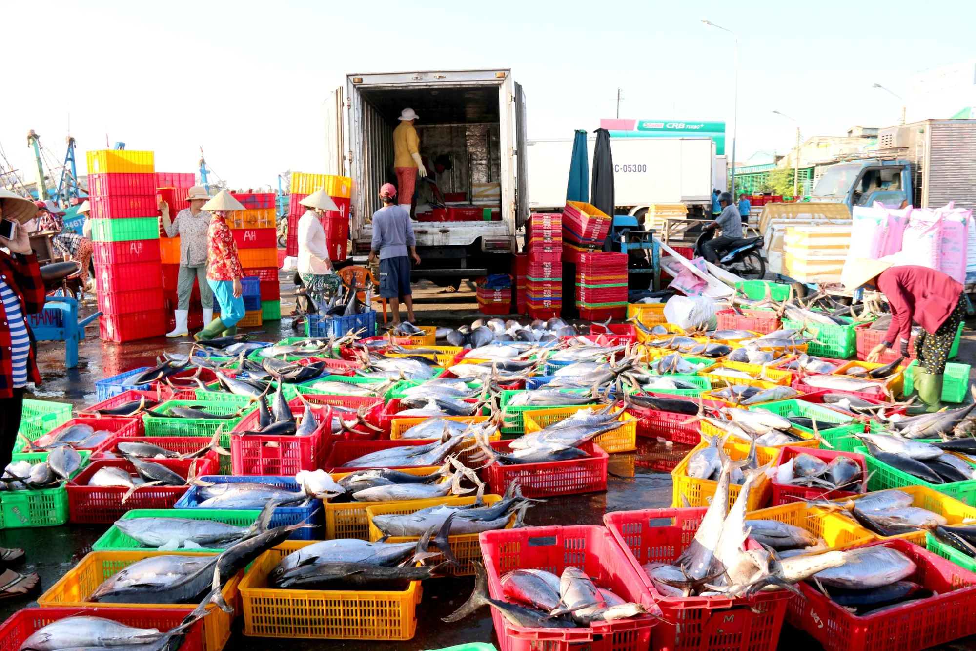 Cá đưa về cảng Phan Thiết.