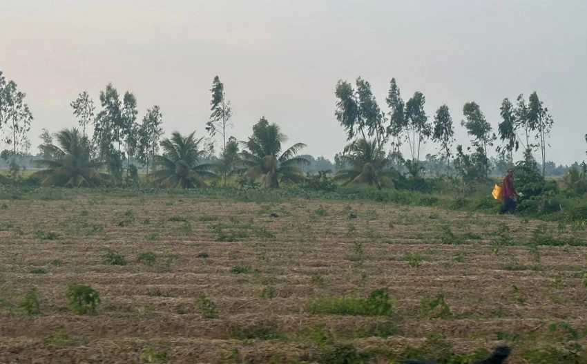 Tình hình xâm nhập mặn ở Sóc Trăng gây thiếu nước cho cây trồng. Ảnh: NGUYỄN CHÂU Chuyên gia quốc tế mách kế giải quyết xâm nhập mặn miền Tây