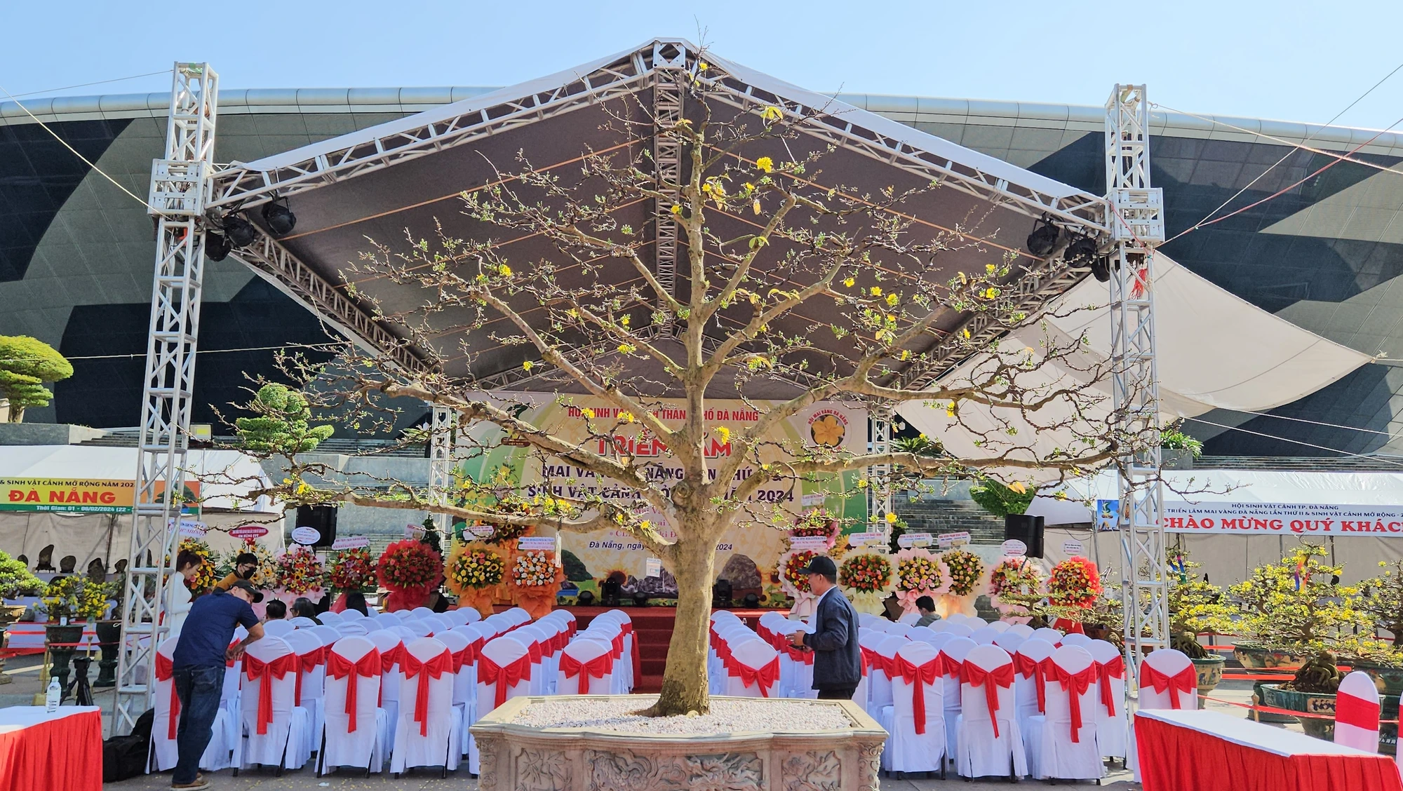 cho-hoa-tet-da-nang-mai-vang-2024-2.jpg