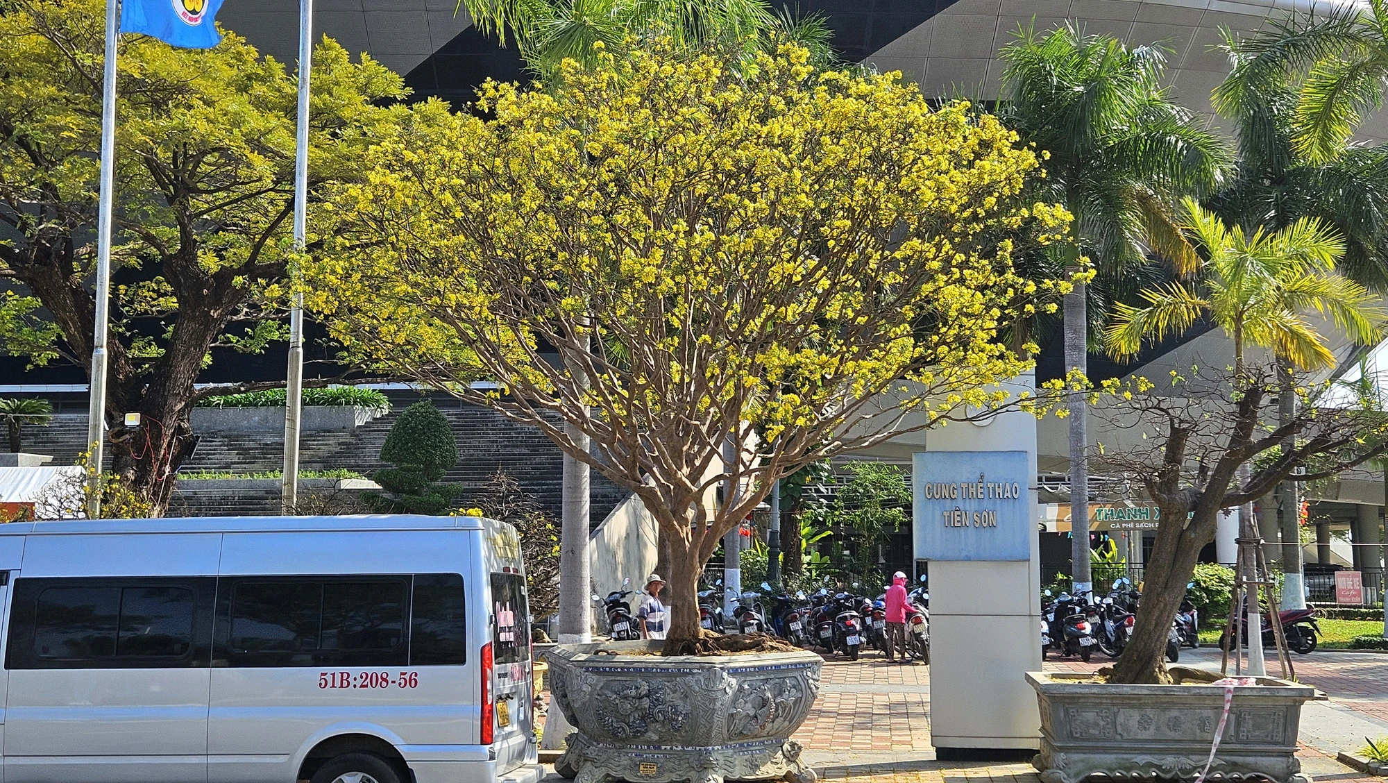 cho-hoa-tet-da-nang-mai-vang-2024-3.jpg