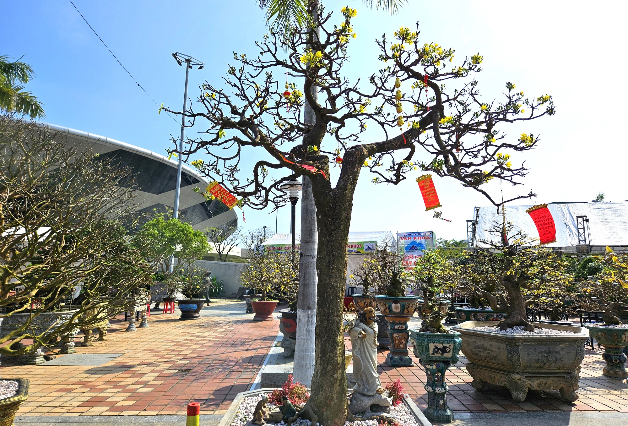 cho-hoa-tet-da-nang-mai-vang-2024-5.jpg