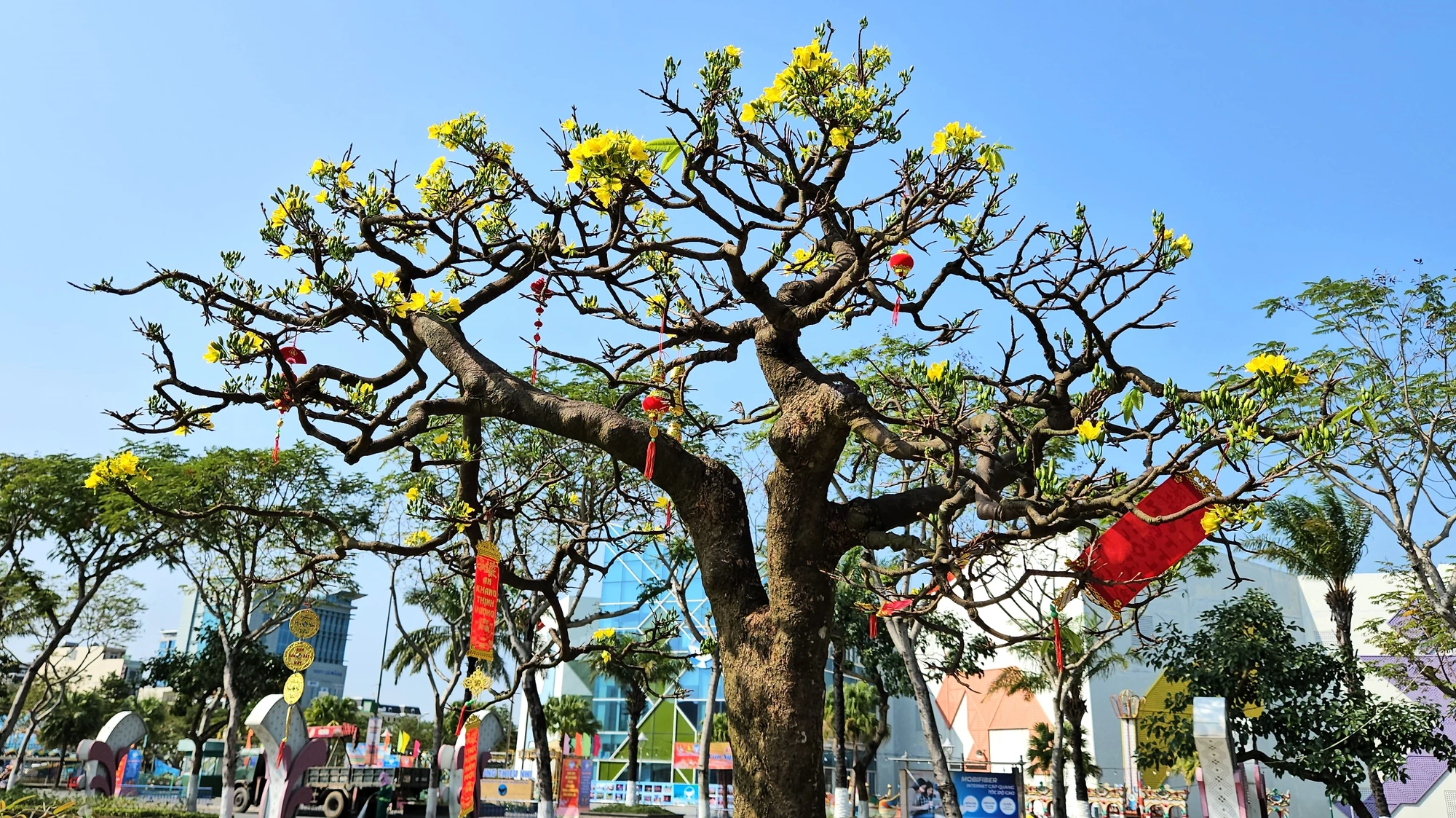 cho-hoa-tet-da-nang-mai-vang-2024-6.jpg