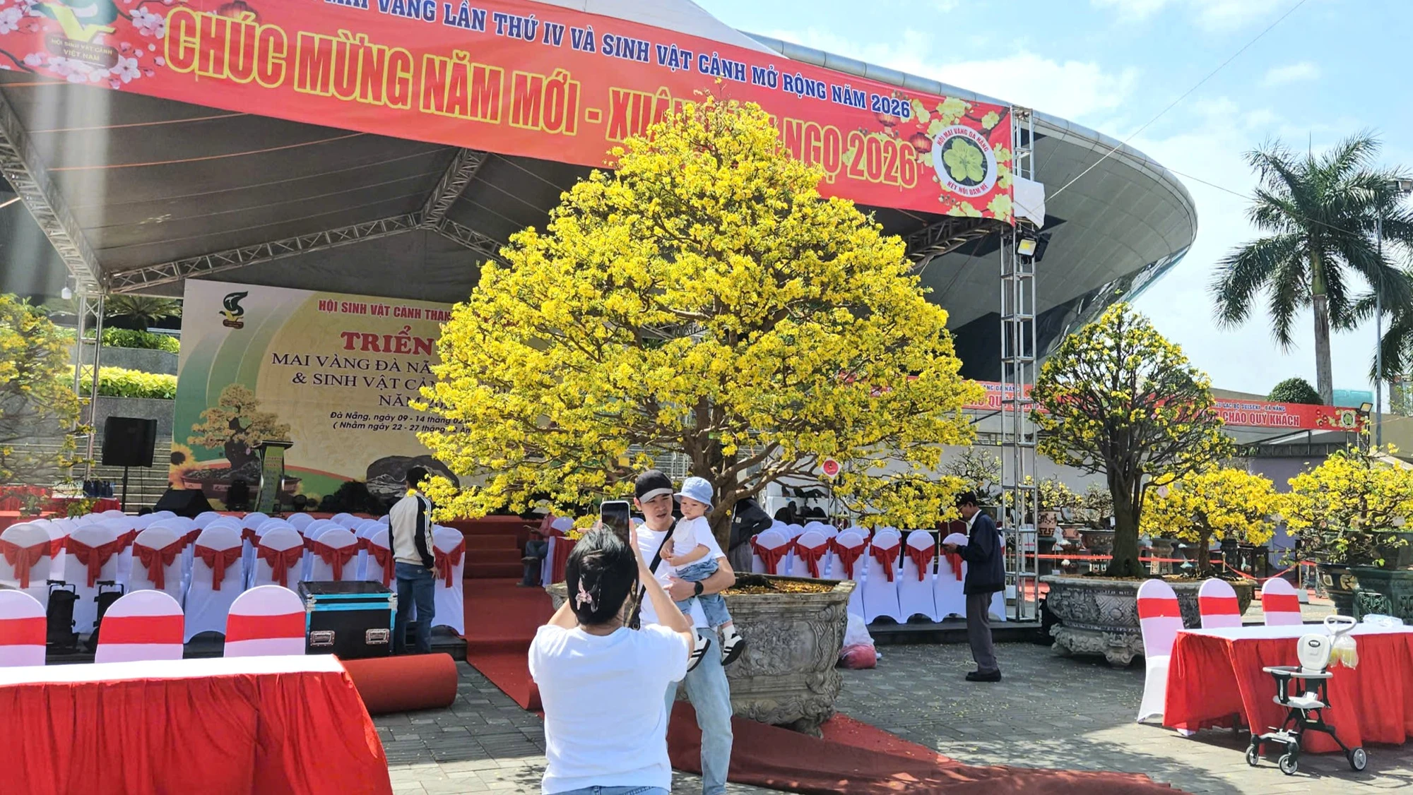 mai-vang-17.jpg