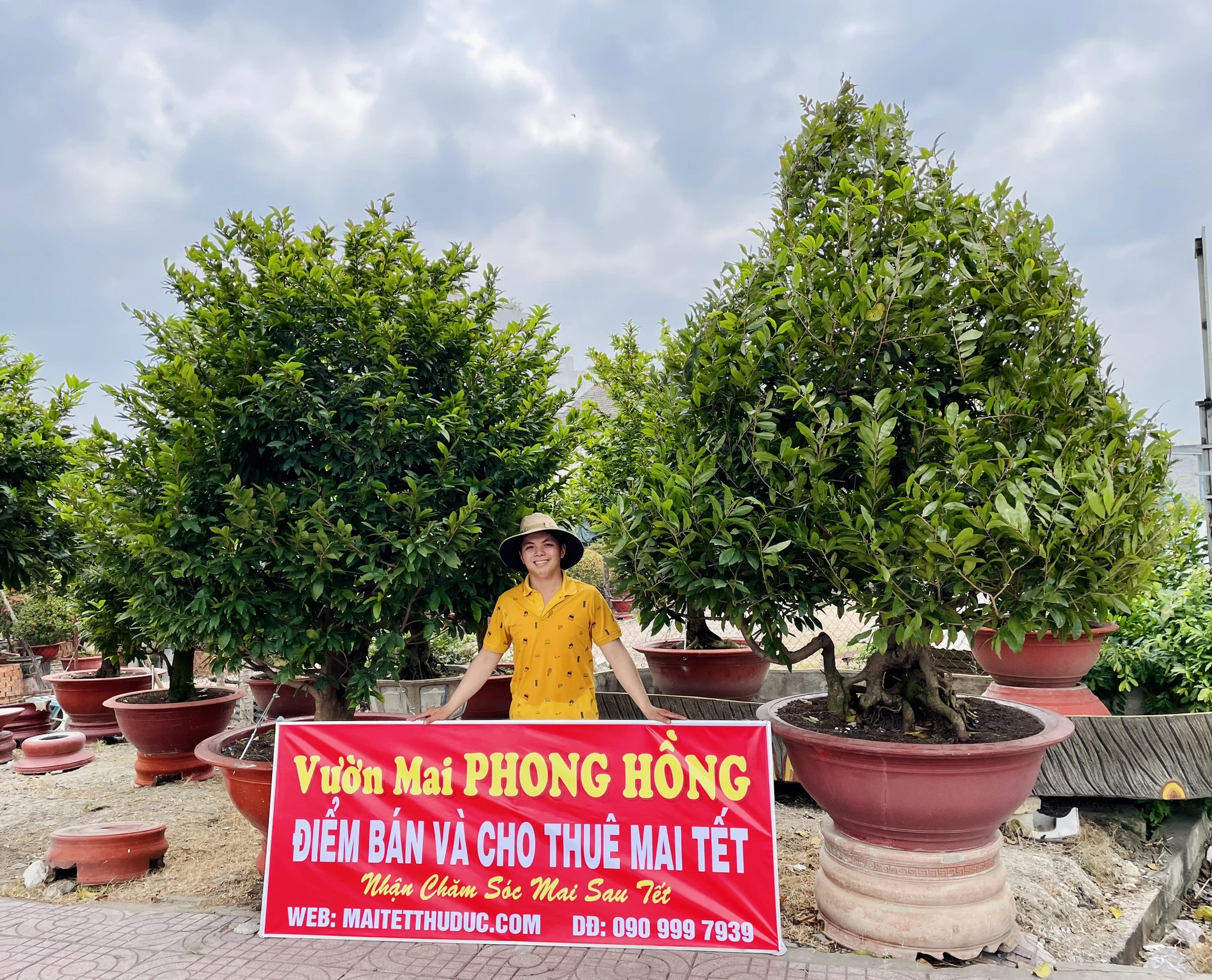 Anh Trần Ngọc Lưu (con trai chủ vườn mai Phong Hồng, Phường Linh Đông, TP Thủ Đức) cho biết vườn đã bắt đầu thuê nhân công ngắt lá, chăm sóc để mai kịp tập trung chất dinh dưỡng nuôi nụ và ra hoa.