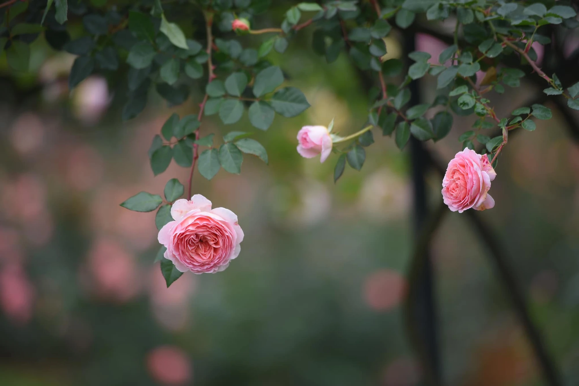 Hoa hồng Abraham Darby buông thõng như đang lịch thiệp cúi chào.