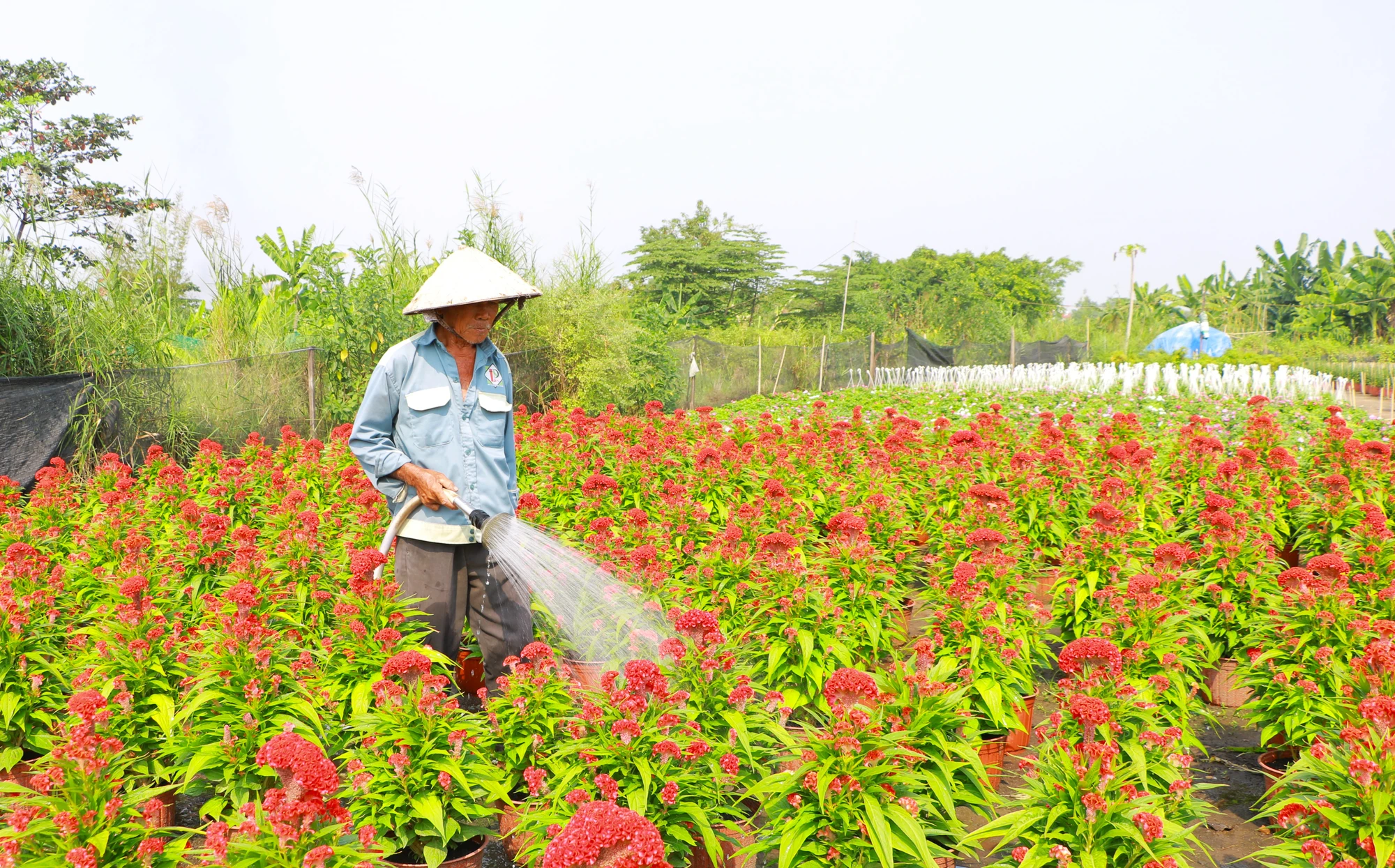 hoa tet 11.JPG