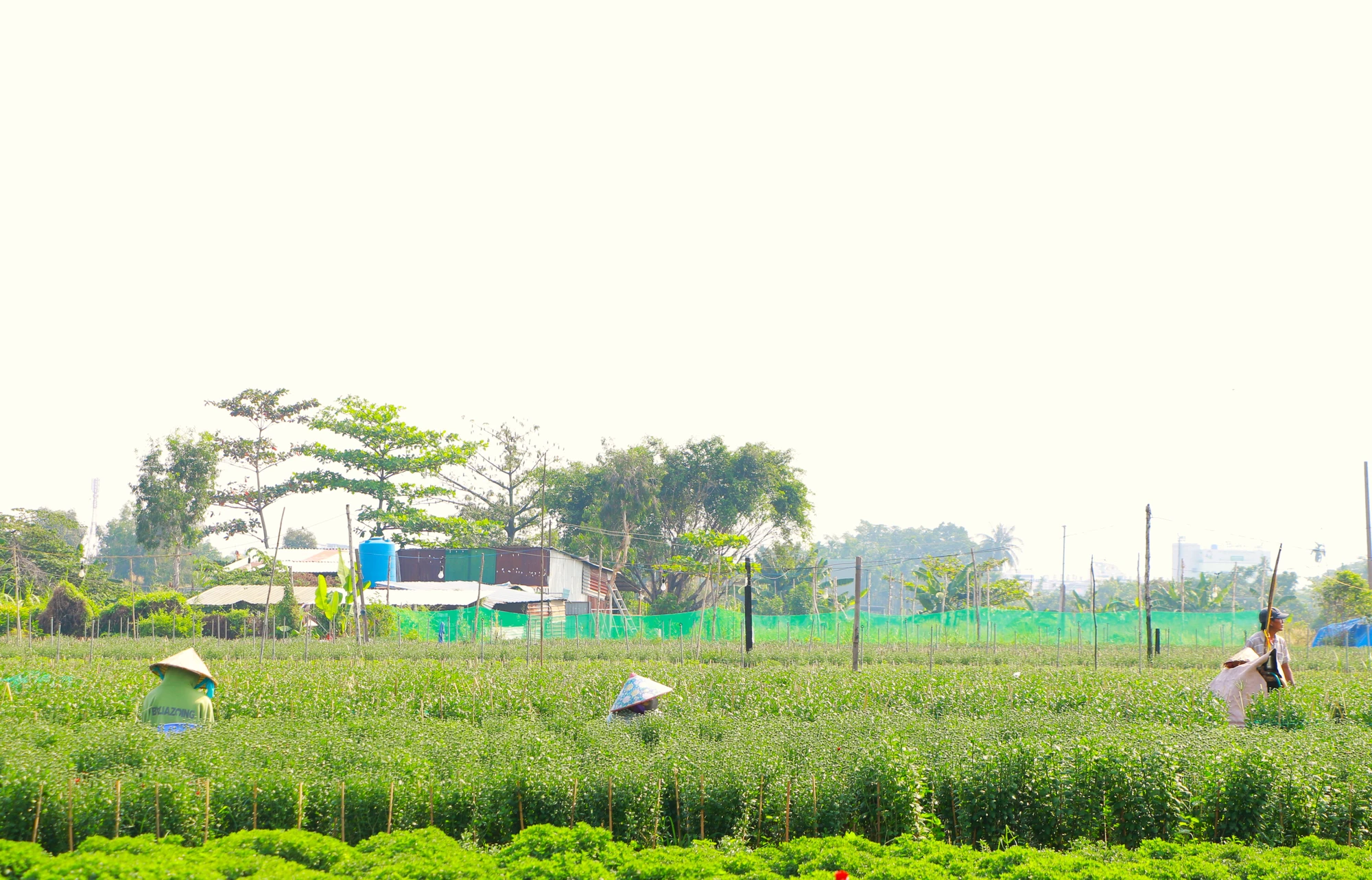 hoa tết