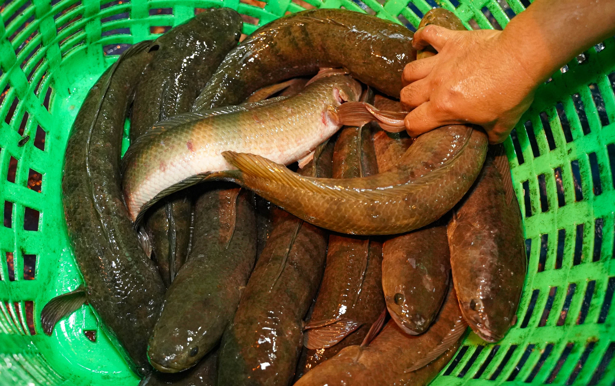 cá lóc nướng (20).jpg