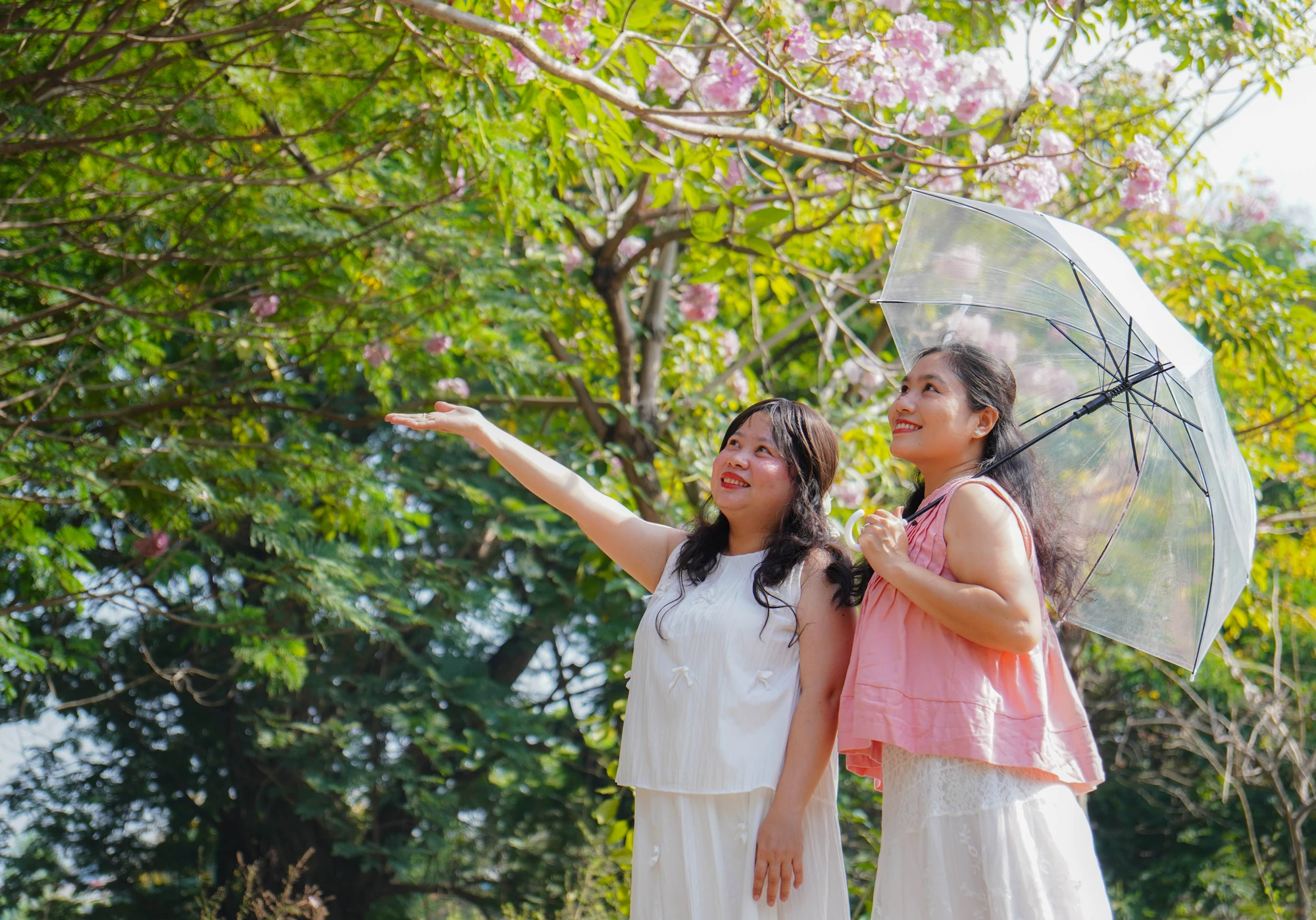 Hoa kèn hồng khoe sắc, nhuộm hồng các tuyến đường trung tâm TP.HCM 