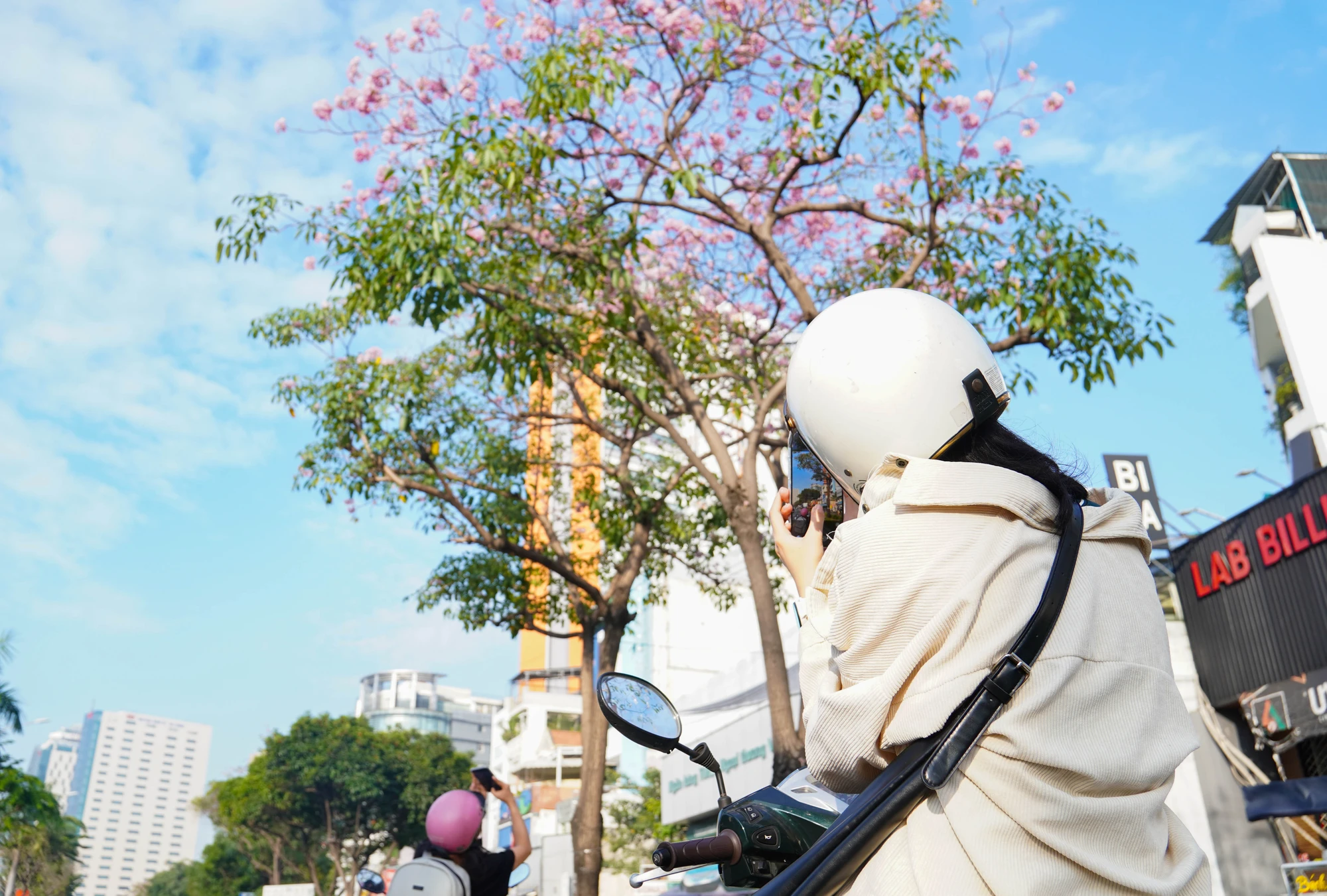 Hoa kèn hồng (8).jpg