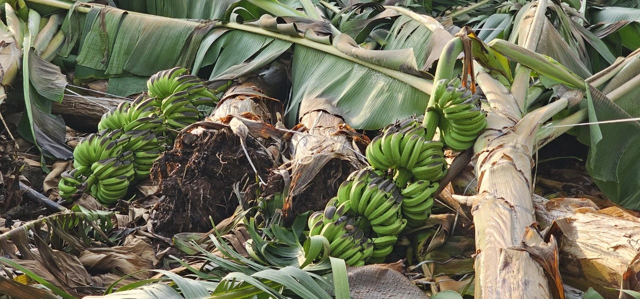 chuối 15.jpg
