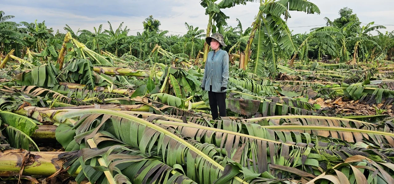 chuối 7.jpg