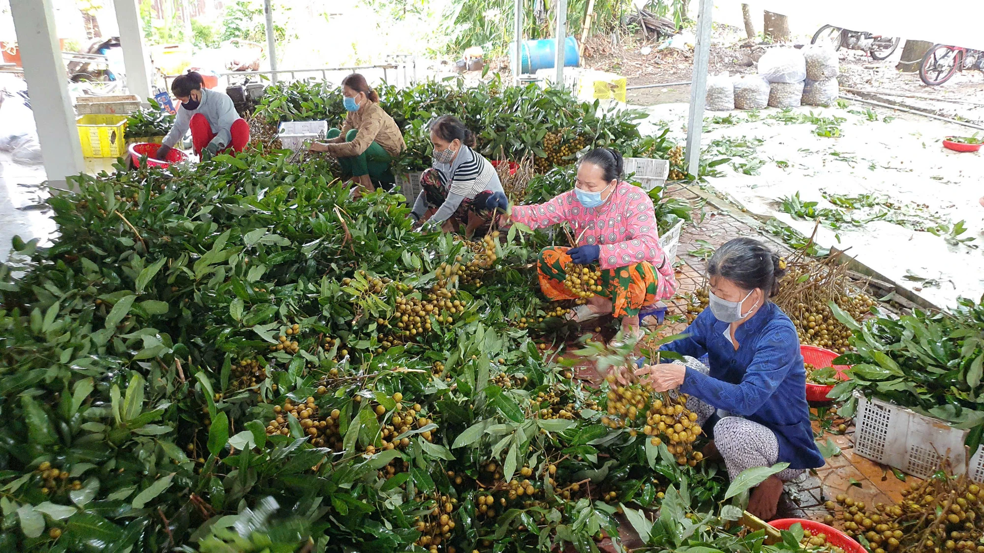 thu-hoach-nhan.jpg