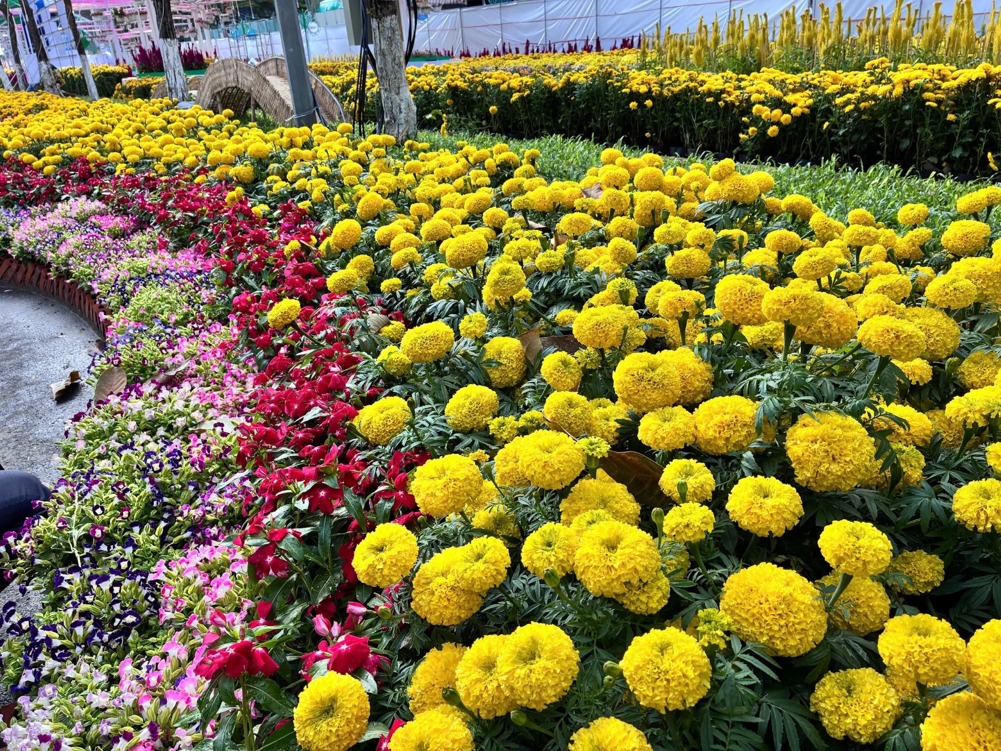 duong-hoa-can-tho-12.JPG