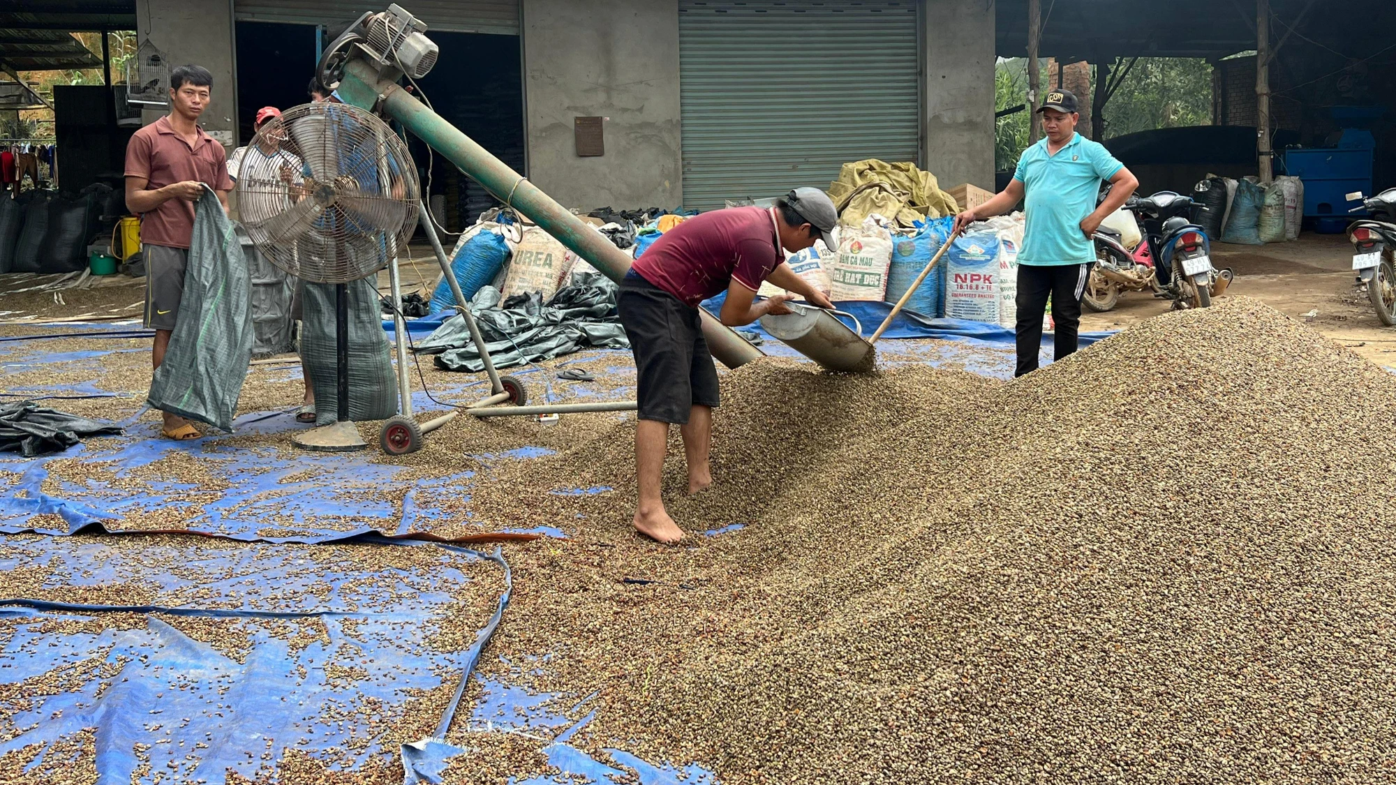 Có thể nói, cà phê là một trong những cây trồng chủ lực, mang lại nhiều giá trị kinh tế không chỉ với tỉnh Lâm Đồng mà còn cả vùng đất Tây Nguyên rộng lớn. Ảnh: VÕ TÙNG