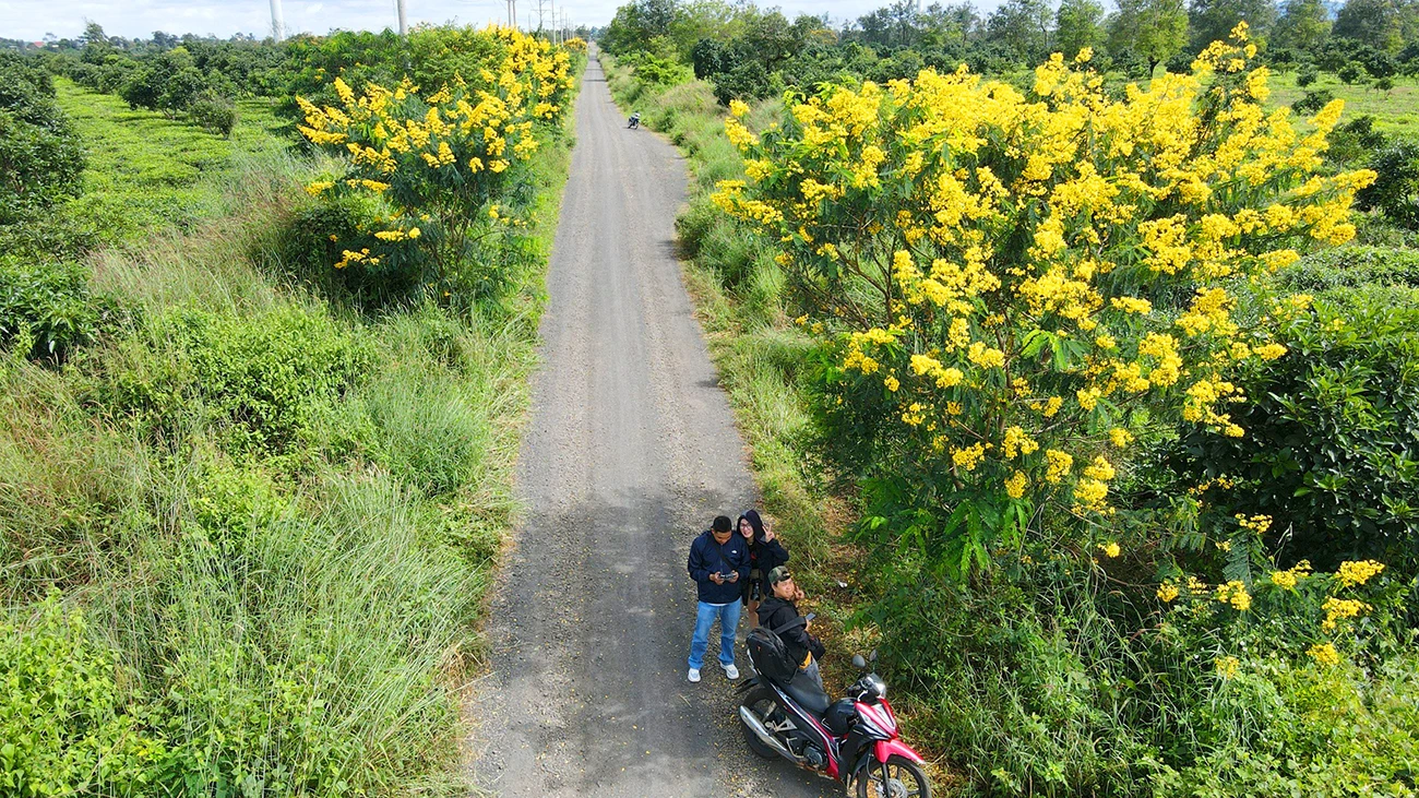 Mua-hoa-muong-vang-doi-che-bau-can 4.jpg