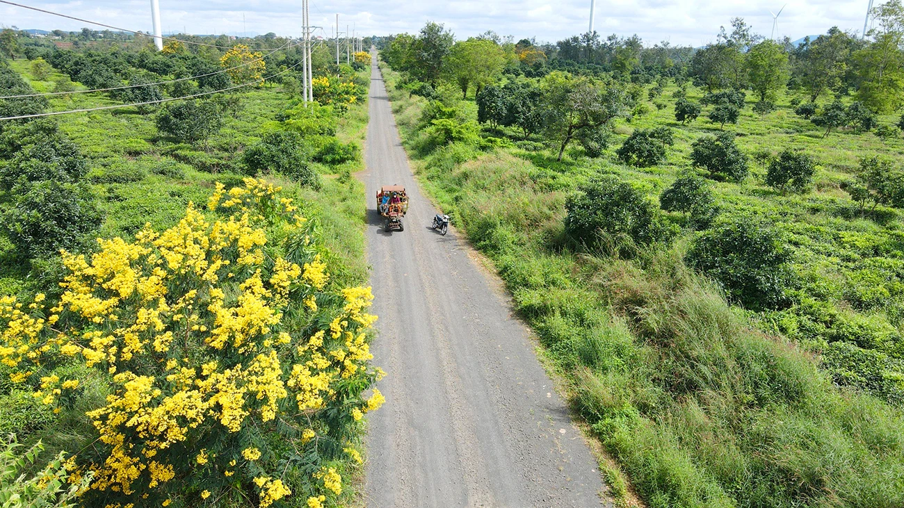 Mua-hoa-muong-vang-doi-che-bau-can 5.jpg