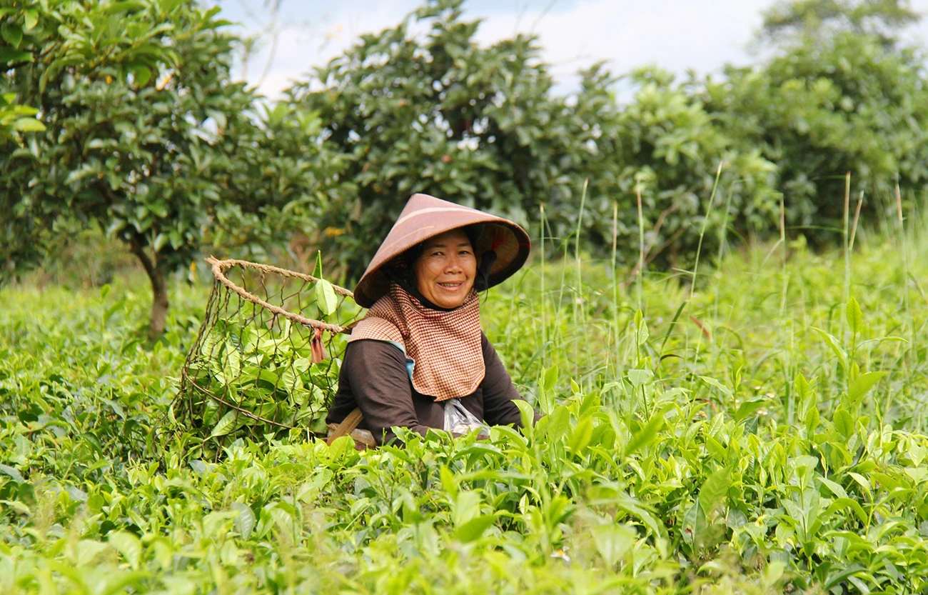 Mua-hoa-muong-vang-doi-che-bau-can 6.jpg