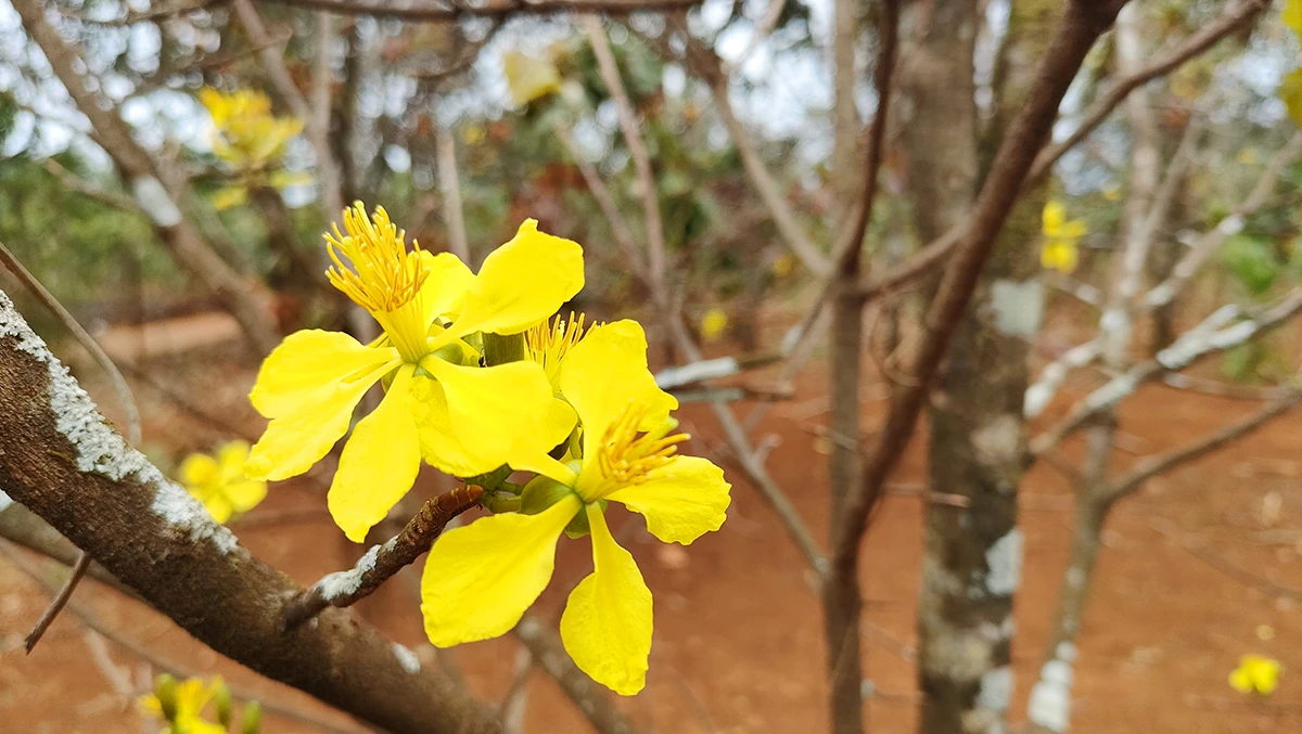 Hoa Mai Ngày Tết