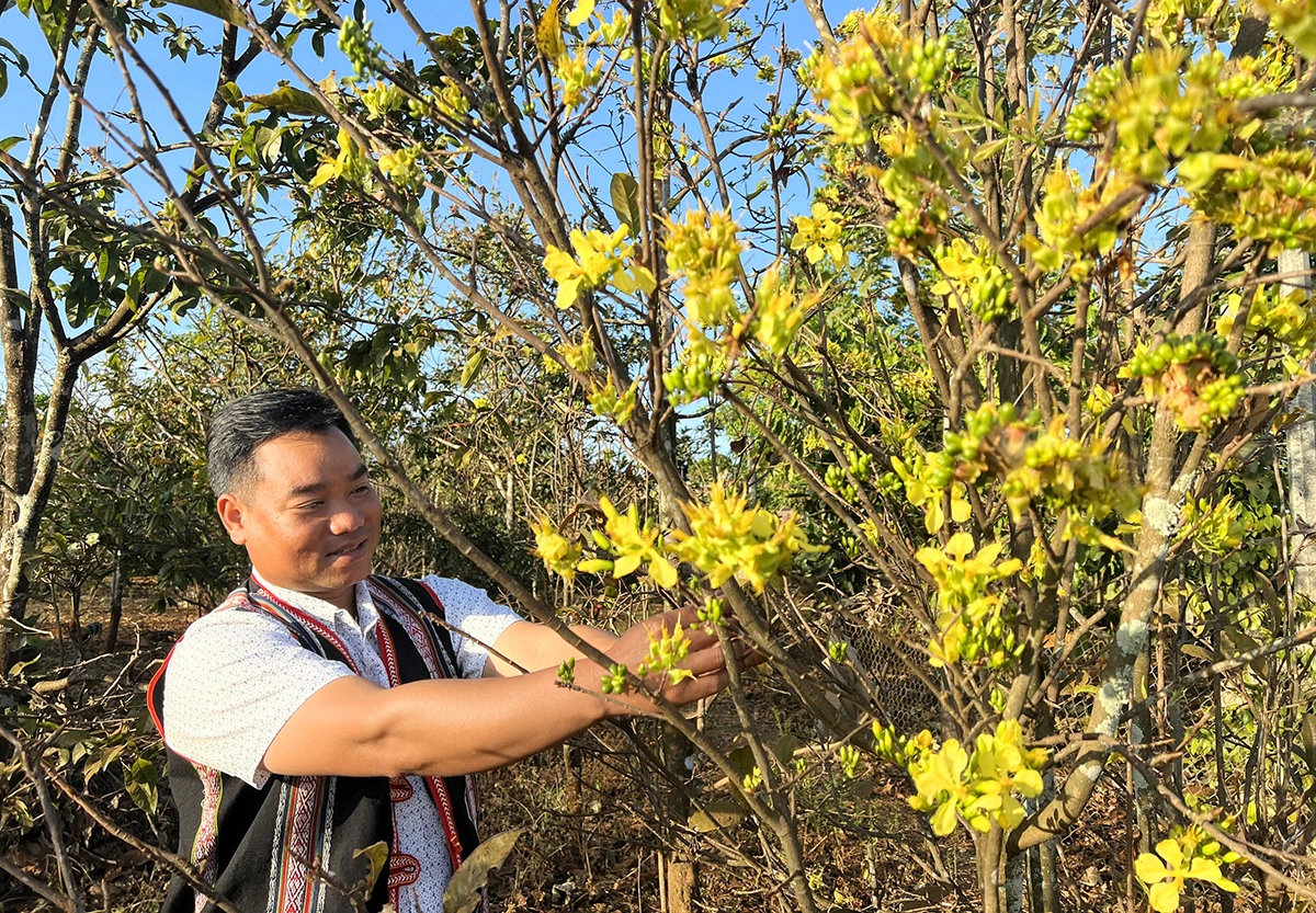 Hoa mai Tết