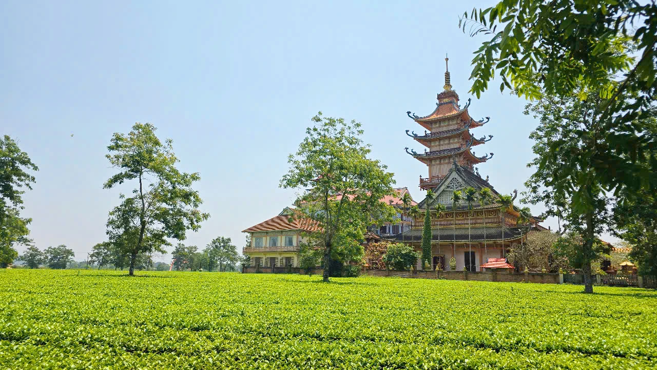 Đồi chè Biển Hồ tuyệt đẹp bị phá bỏ để trồng cà phê