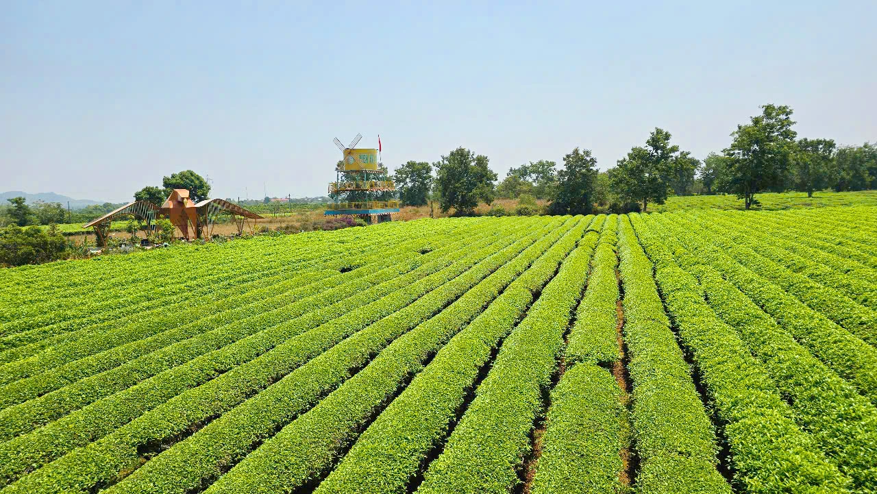 Bien-Ho-Che-tuyet-dep-Gia-Lai-8.jpg