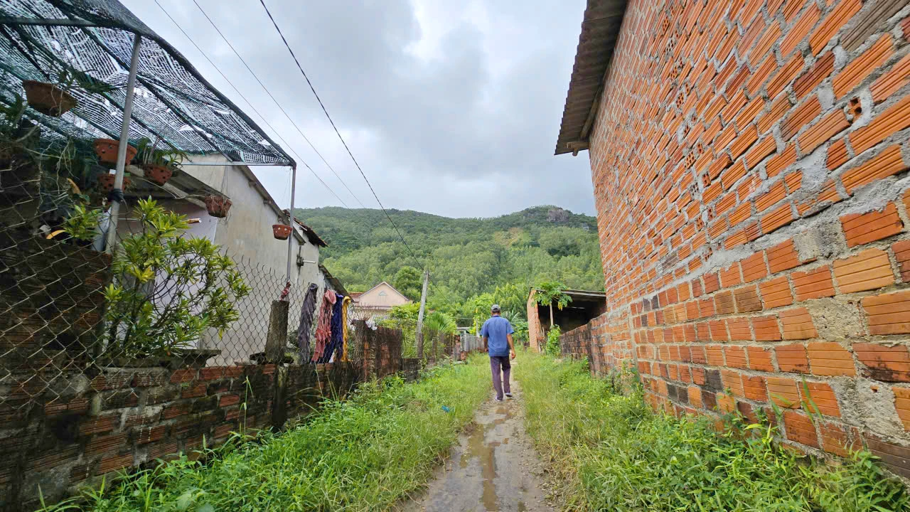 Dan-thap-thom-lo-au-sat-lo-duoi-chan-nui-cam-Gia-Lai-5.jpg