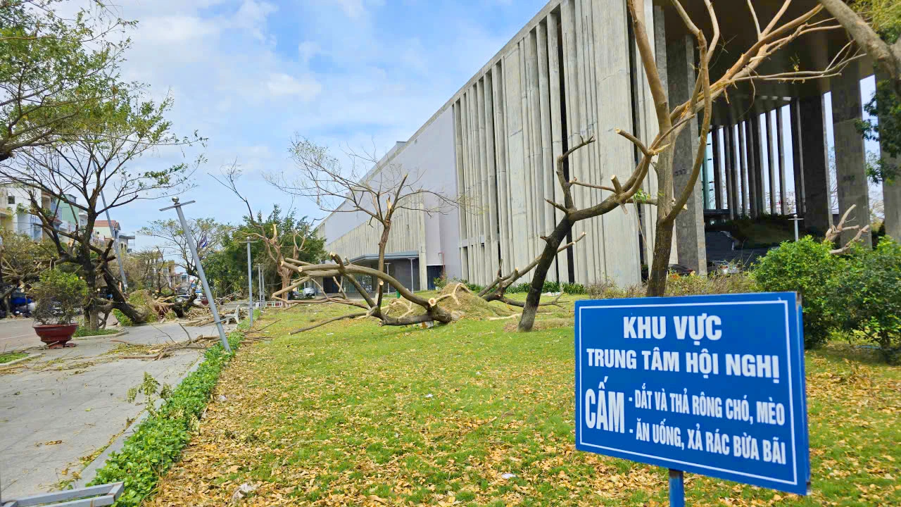 la-phoi-xanh-Quy-Nhon-bi-rut-oxi-10.jpg