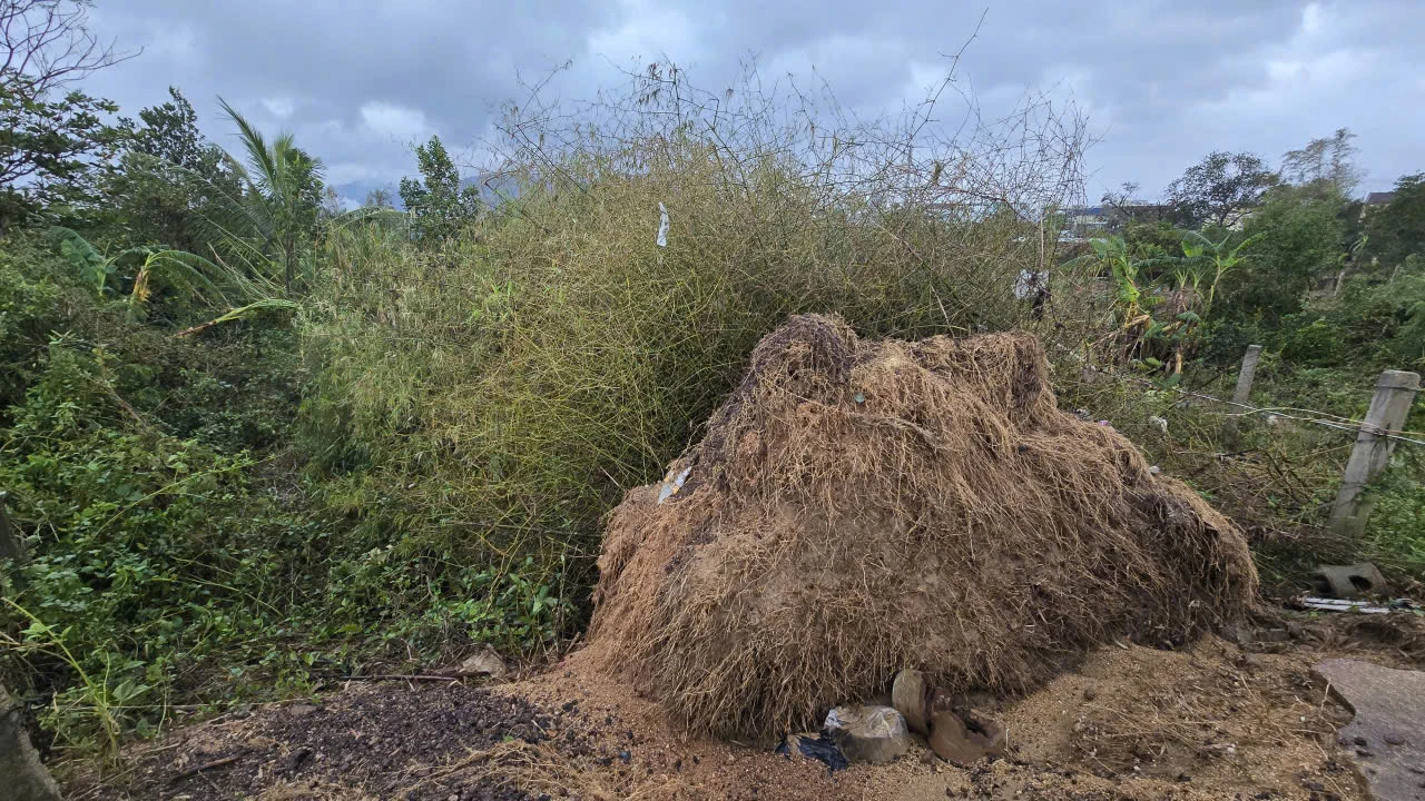 Vo-de-Van-Hoi-1-xa-Tuy-Phuoc-Gia-Lai-3.jpg
