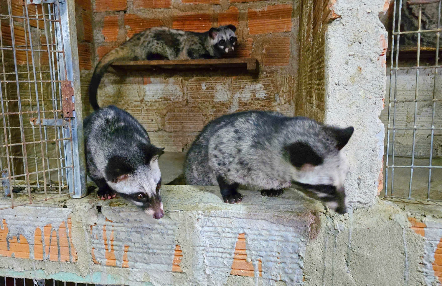 Dac-san-ca-phe-chon-Gia-Lai-4.jpg
