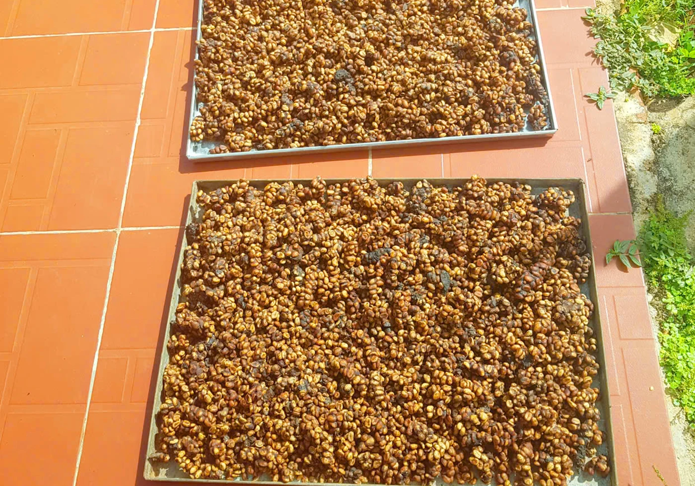 Dac-san-ca-phe-chon-Gia-Lai-9.jpg