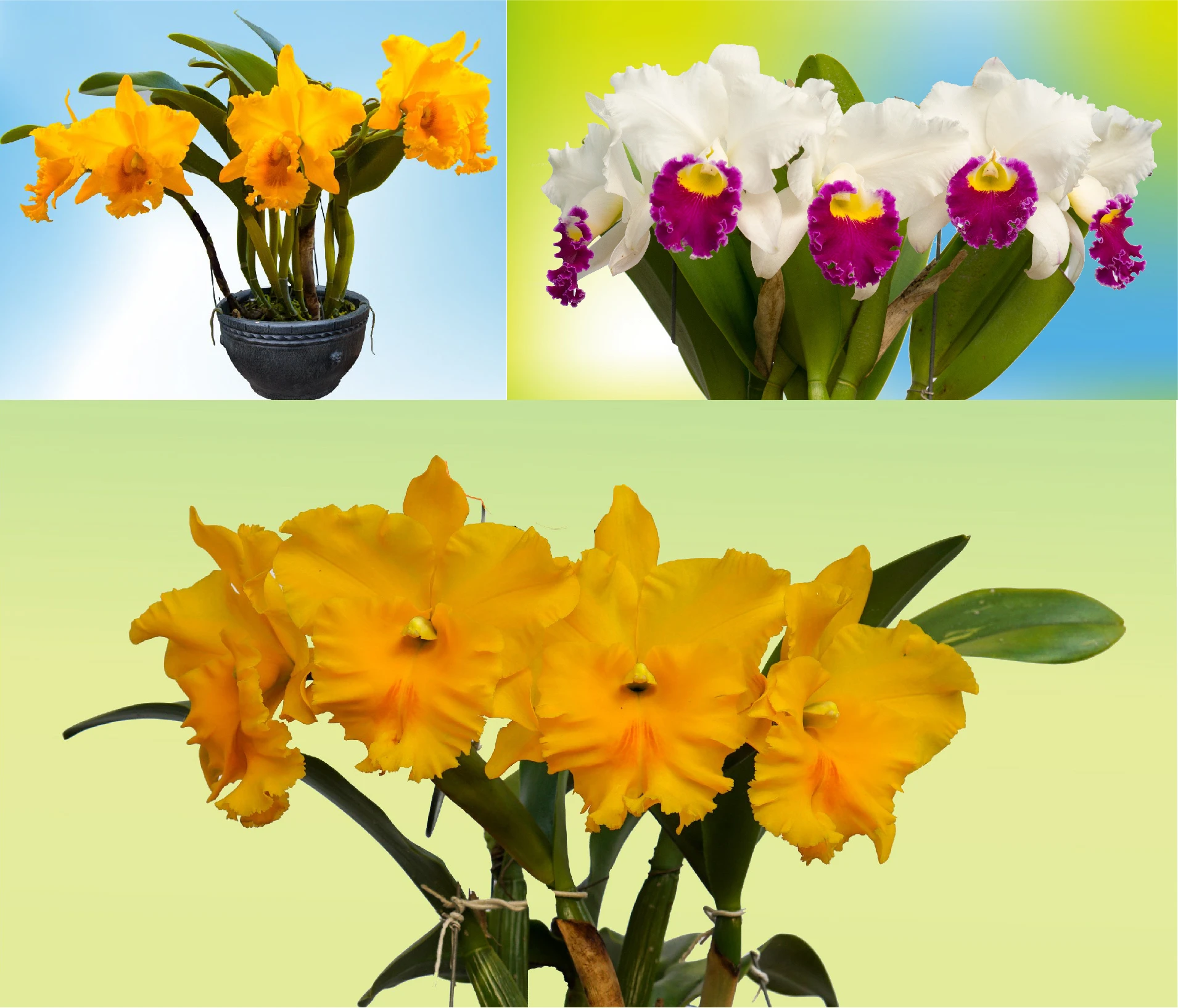 Phong lan là lựa chọn của nhiều người trong dịp Tết. Ảnh: VĨNH ANH Phong lan là lựa chọn của nhiều người trong dịp Tết. Ảnh: VĨNH ANH