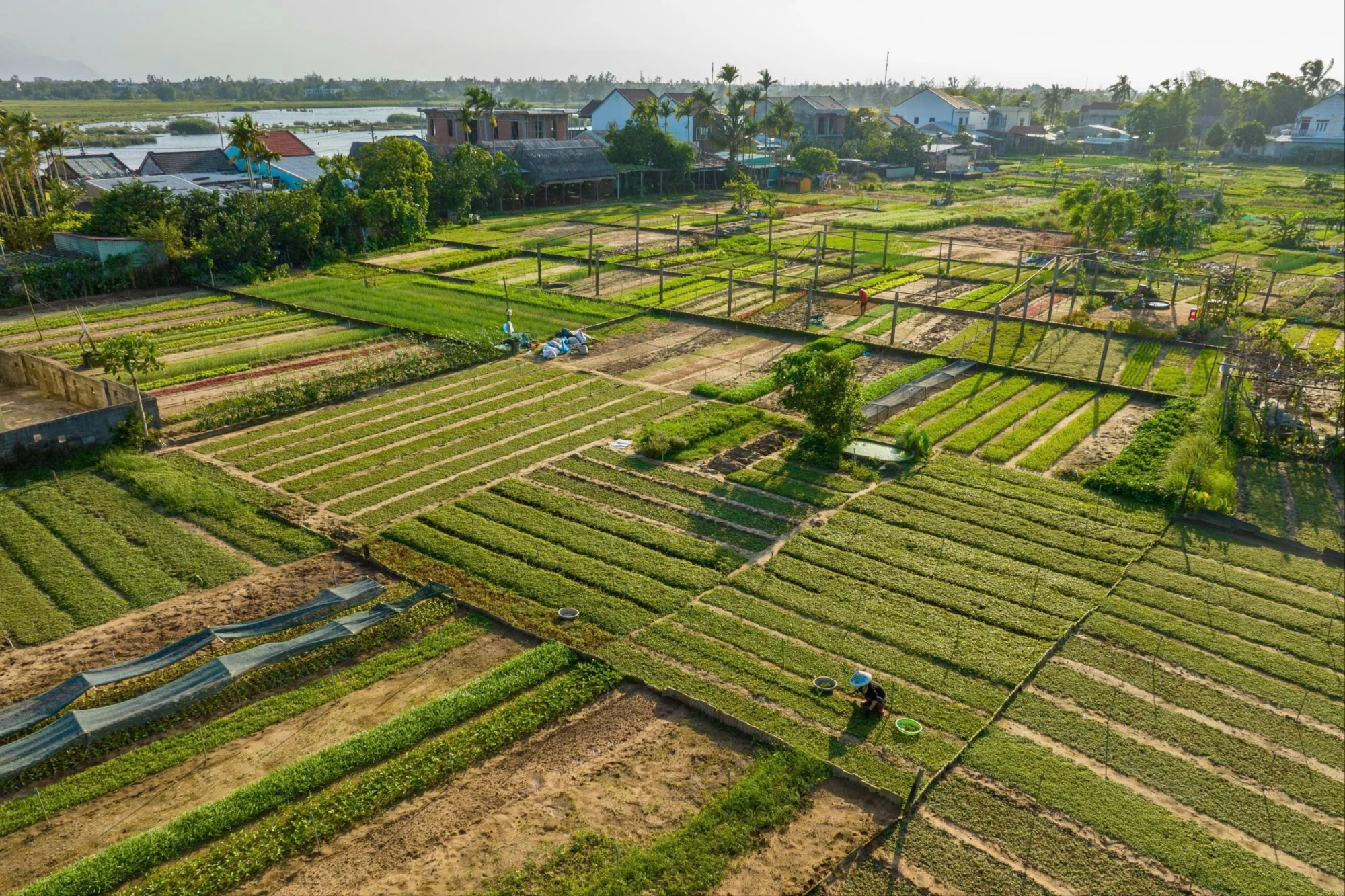 Làng rau Trà Quế được công nhận là Làng Du lịch tốt nhất thế giới năm 2024. Ảnh: TH