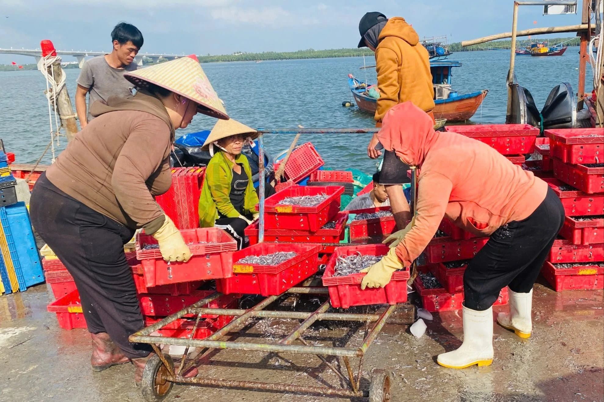 trung-dam-ca-com-ngu-dan-Quang-Nam-bo-tui-tien-trieu-moi-ngay-20.jpeg