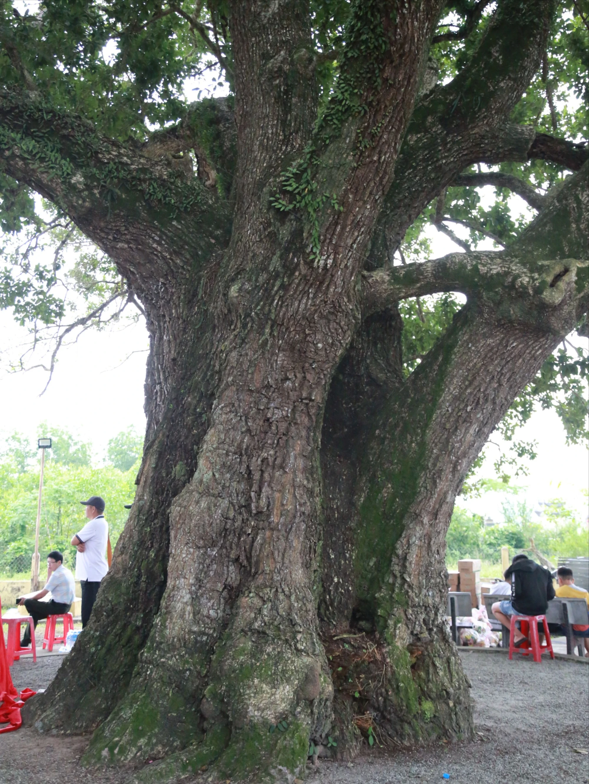 cay-gang-neo-cau-dau-ganh-duoc-cong-nhan-cay-di-san-19.JPG