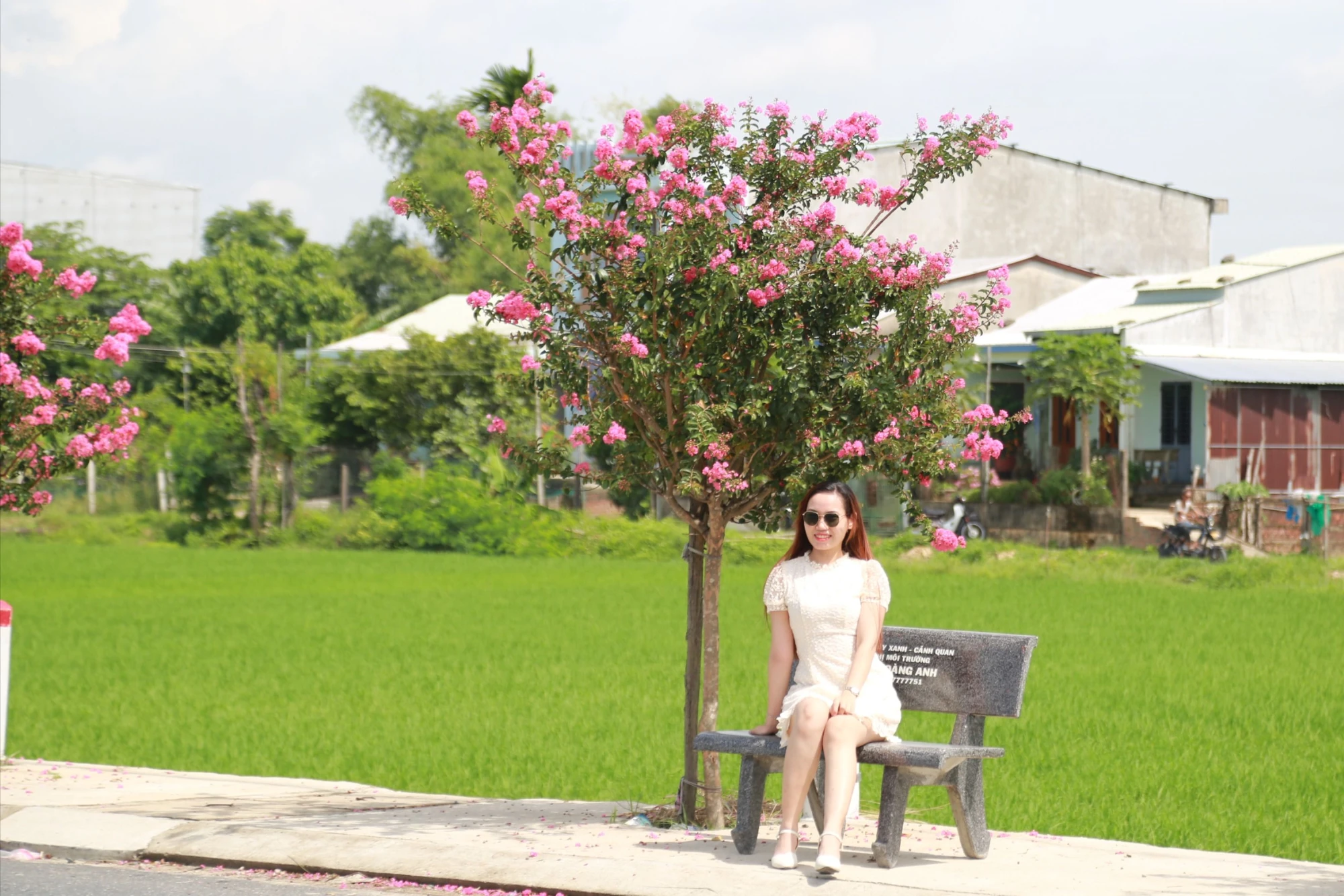 Tuong-vi-no-ro-nhuom-hong-duong-que-o-da-nang-16.JPG