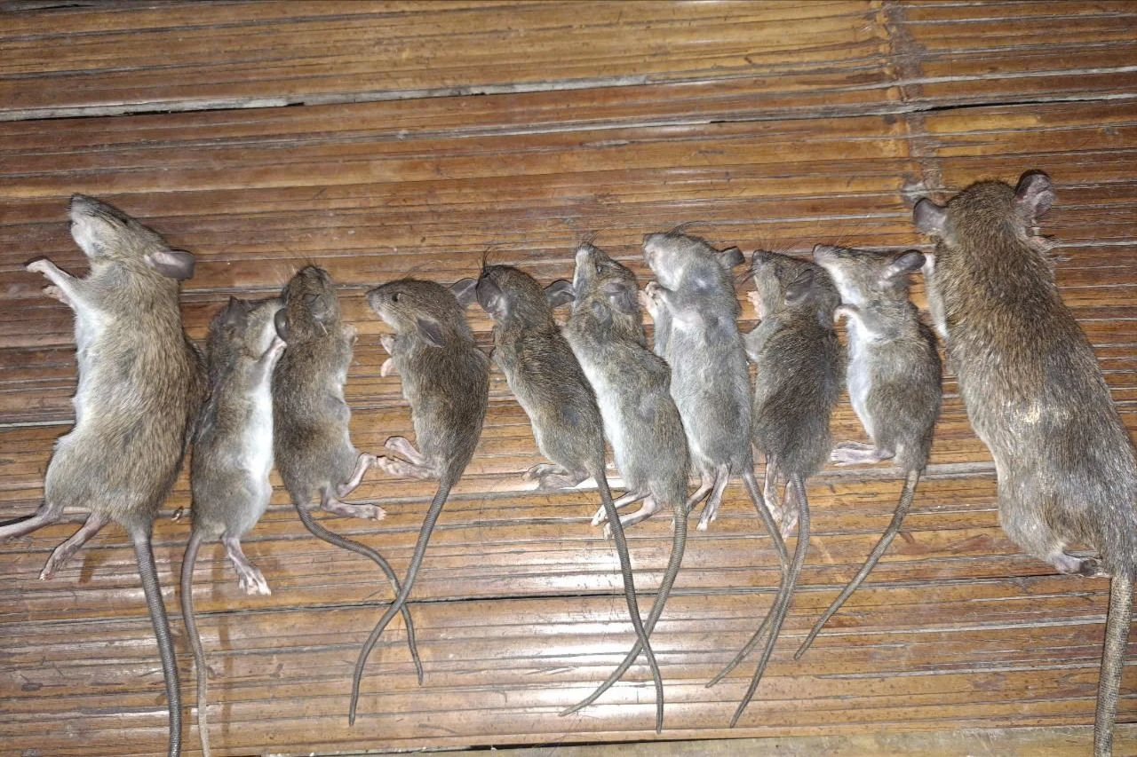 sieu-trom-pha-nat-nhung-vuon-sam-ngoc-linh-tien-ti-chuot-quy-toc-10.jpeg