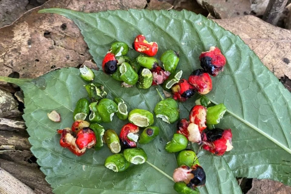 sieu-trom-pha-nat-nhung-vuon-sam-ngoc-linh-tien-ti-chuot-quy-toc-4.jpeg
