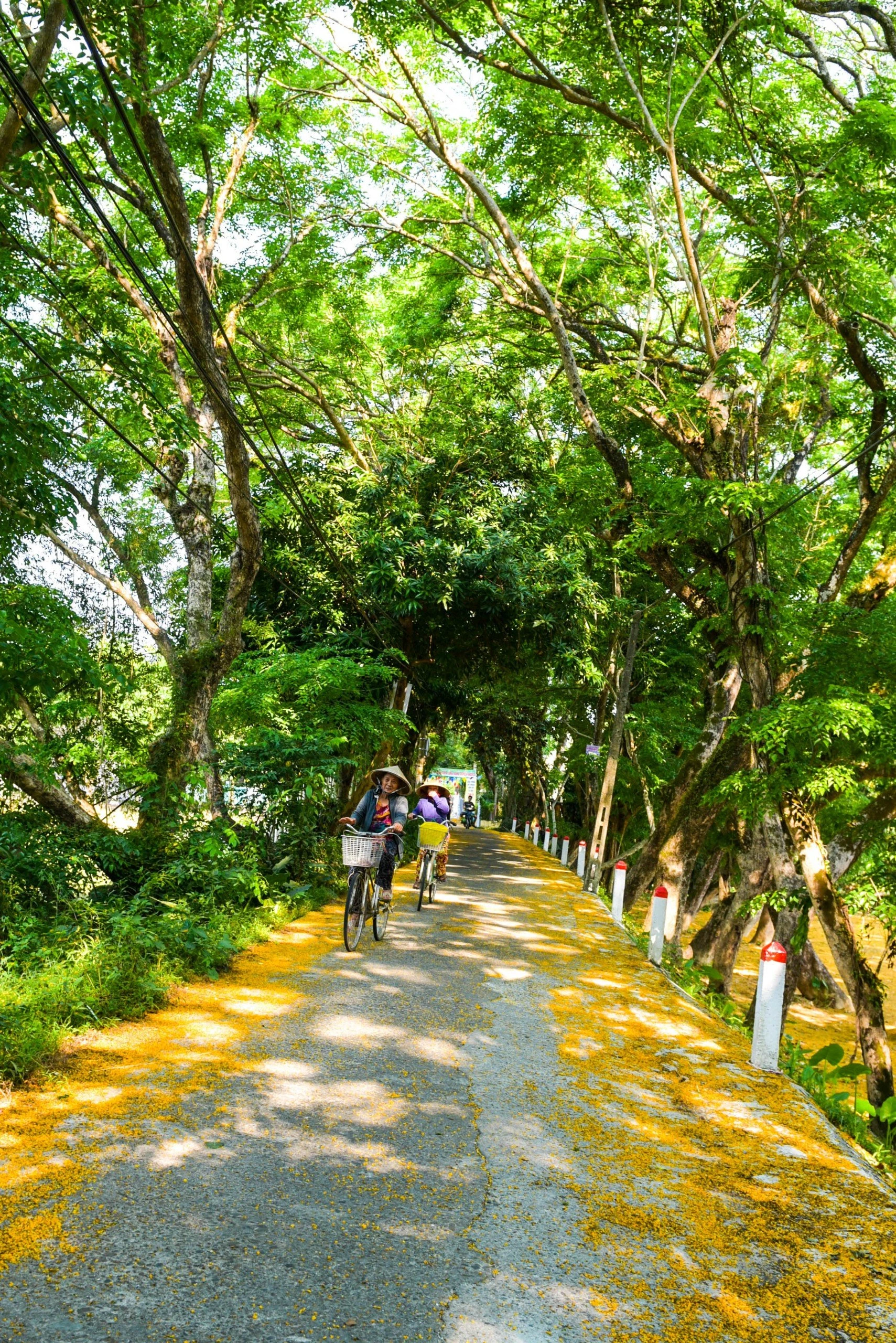 sua-vang-quang-nam-cay-di-san-1-6624.jpeg.jpeg