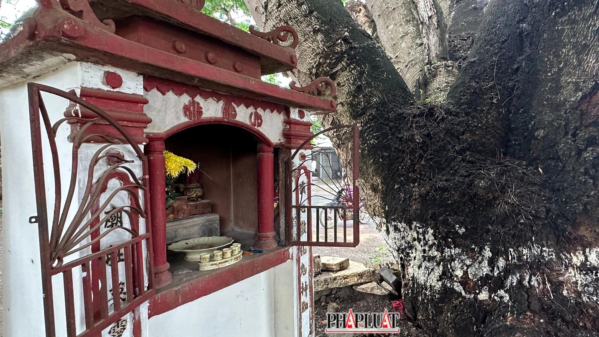 Người dân ở khu vực này lập miếu thờ ngay dưới gốc 2 cây điệp. Họ tin rằng, với tuổi đời trăm năm, hai cây điệp này rất linh thiêng. Người dân ở khu vực này lập miếu thờ ngay dưới gốc 2 cây điệp. Họ tin rằng, với tuổi đời trăm năm, hai cây điệp này rất linh thiêng.
