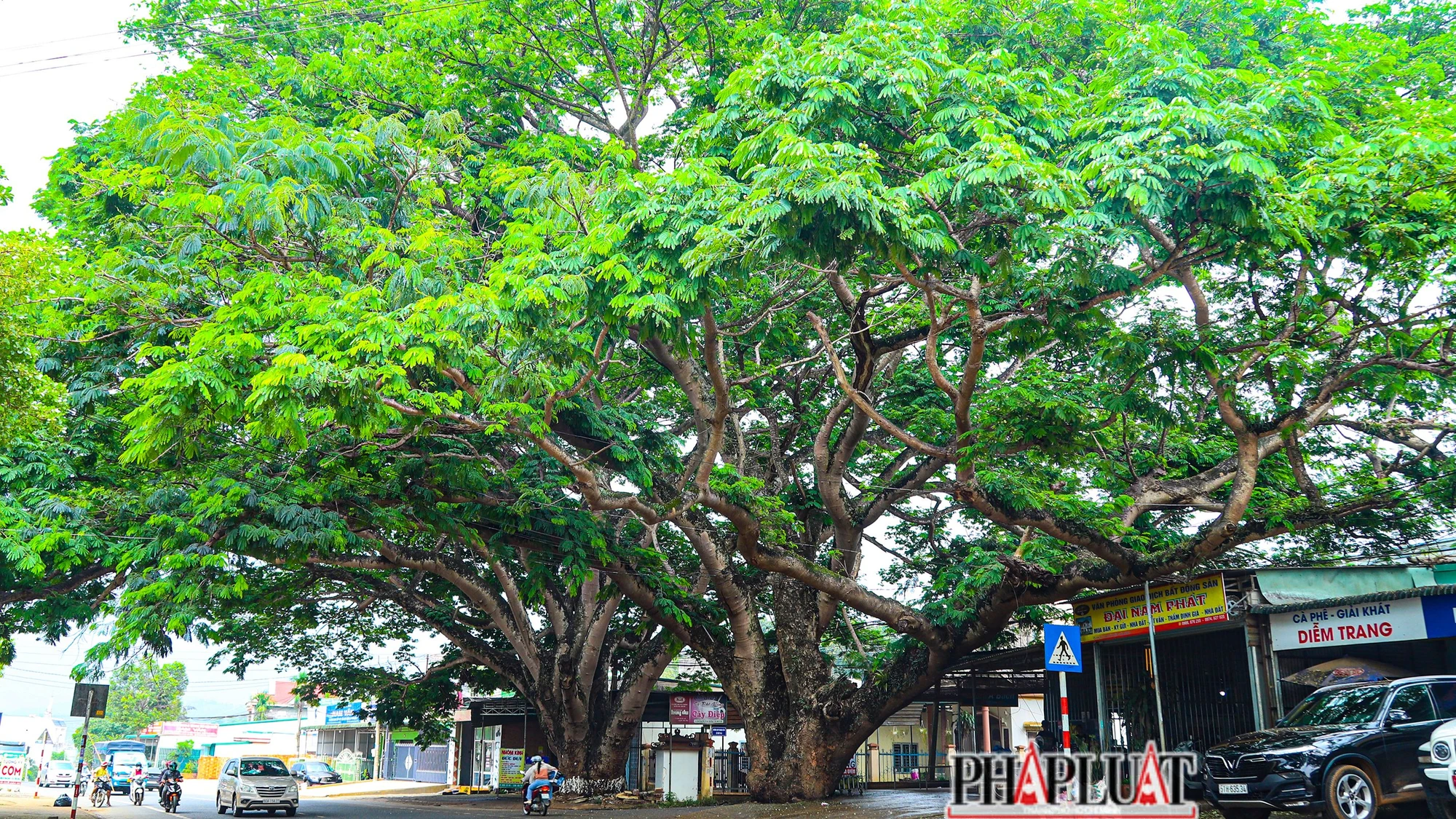 Hai cây điệp cổ thụ nổi tiếng ở huyện Di Linh, tỉnh Lâm Đồng. Hai cây điệp cổ thụ nổi tiếng ở huyện Di Linh, tỉnh Lâm Đồng.